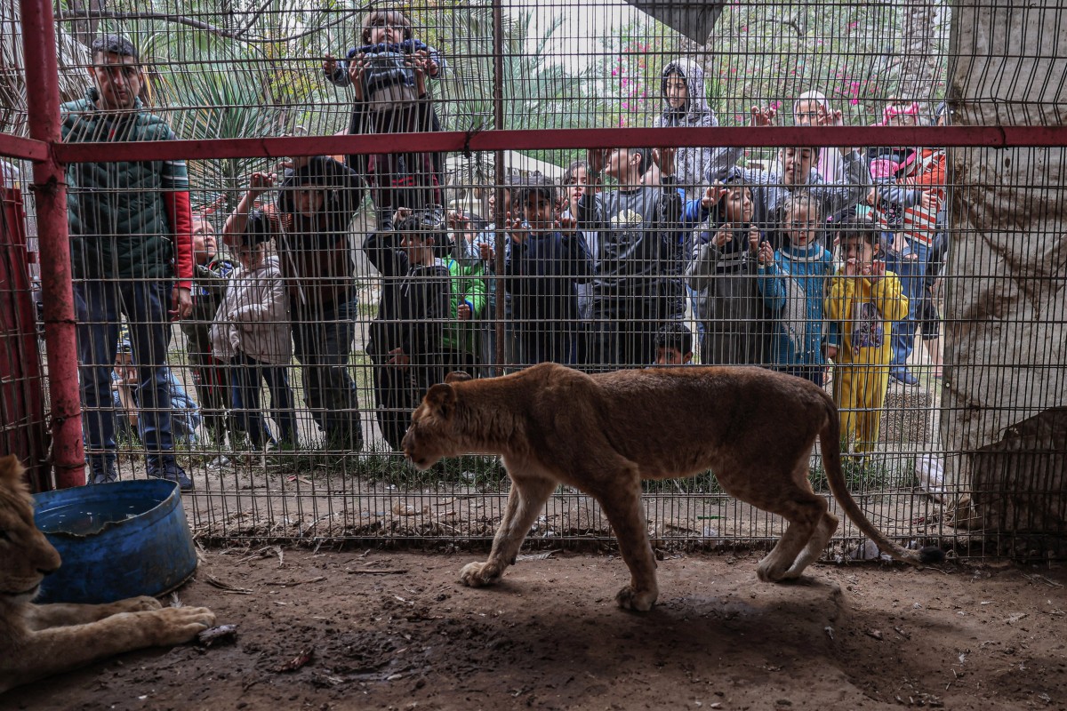 A lion paces in their cage at the zoo in Rafah in the southern Gaza Strip, on January 2, 2024.