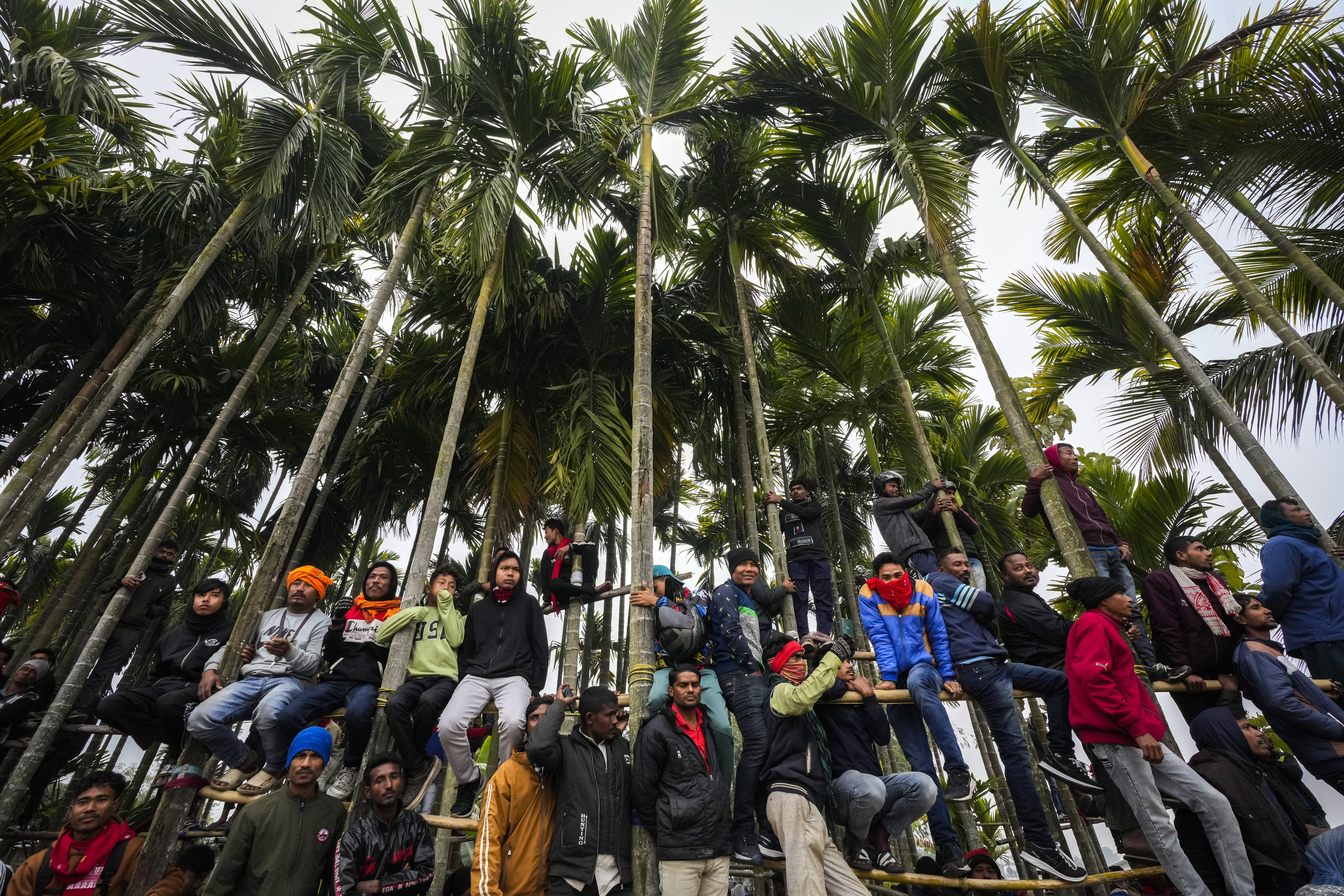 Villagers climb betel nut trees to get a better view