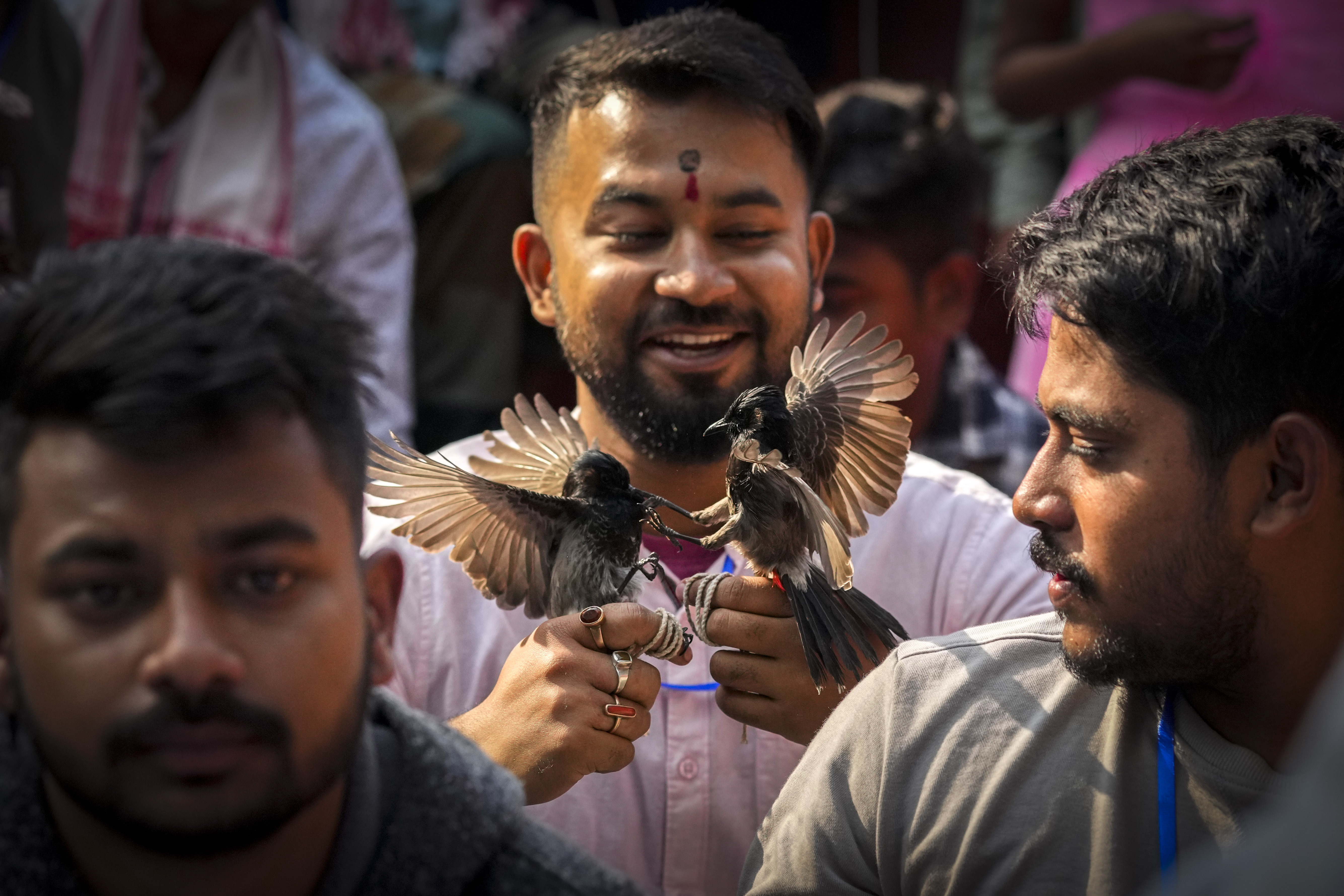 A man waits with his bulbul birds to participate in a fight