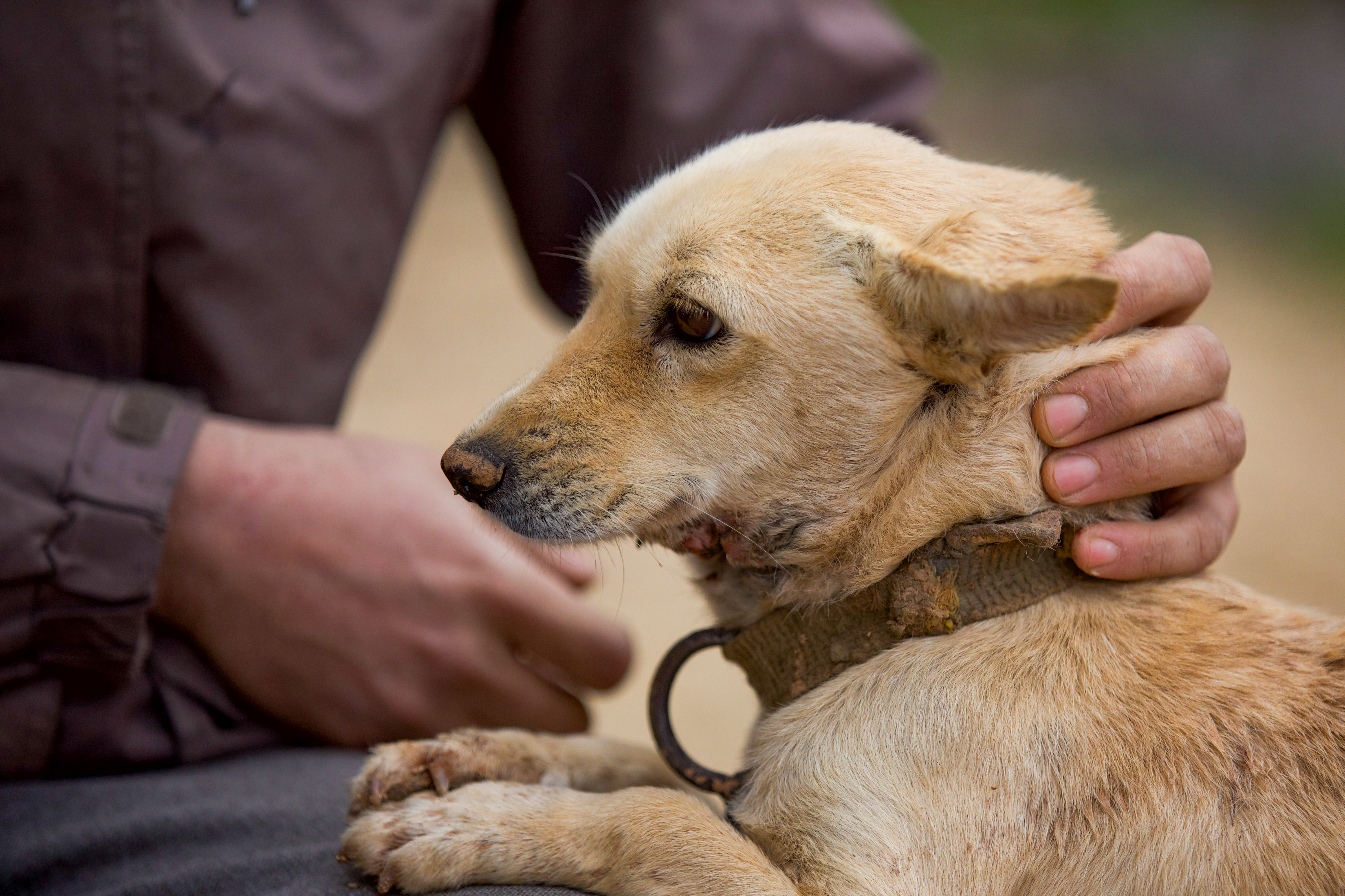 a puppy looks to the left