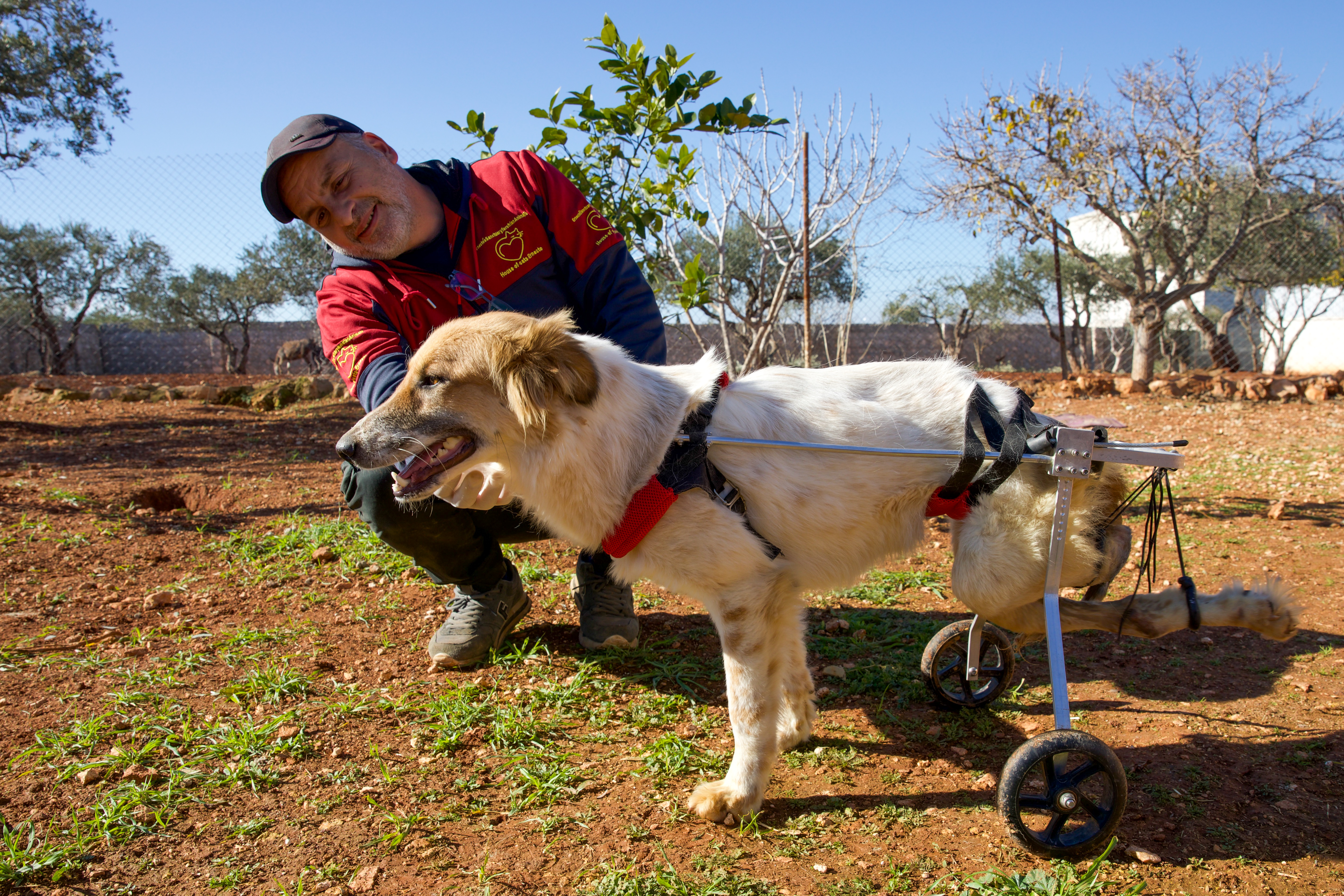 Poppy with her hindbody in a wheeled support