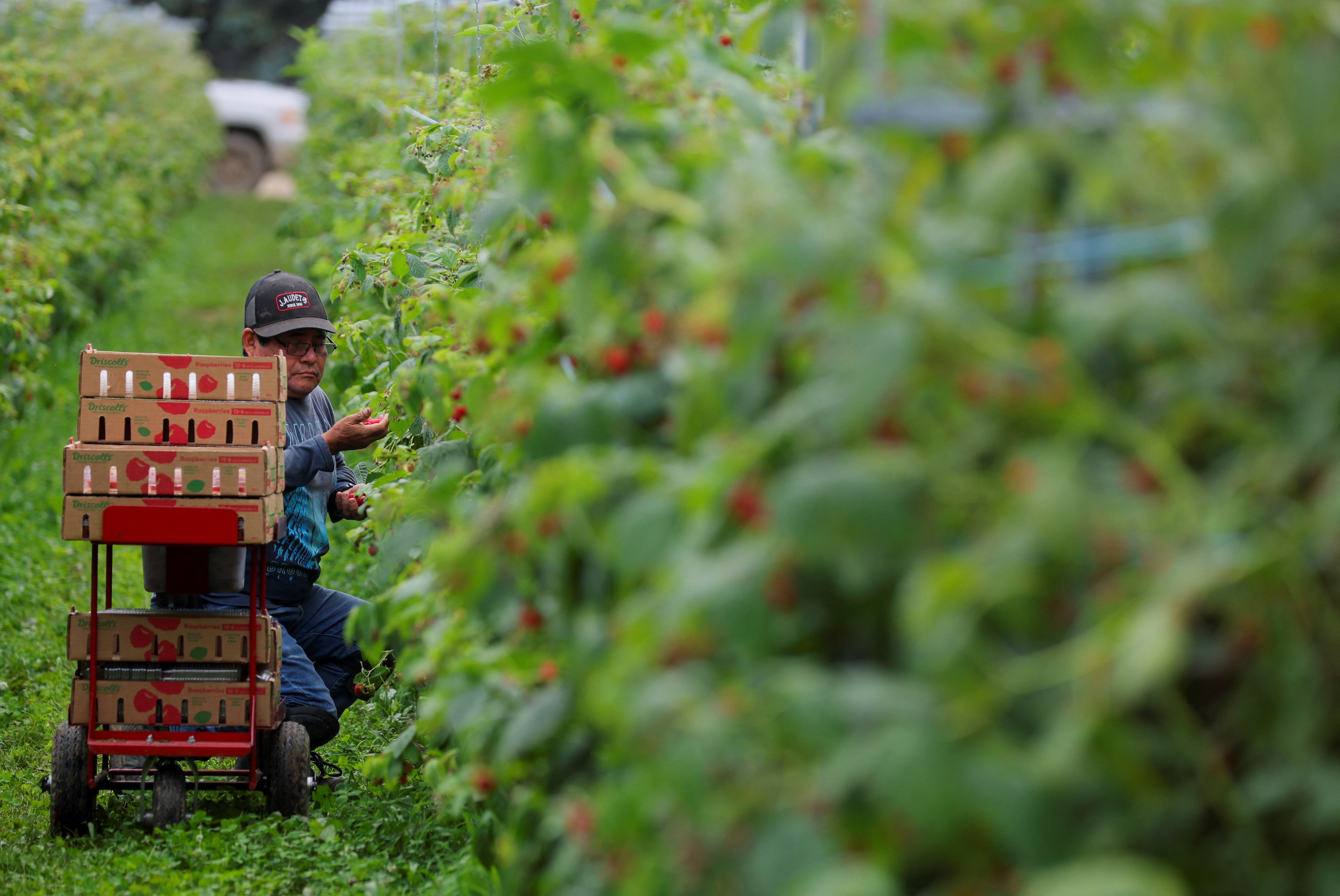 A worker picks raspberries at a farm in Quebec, Canada