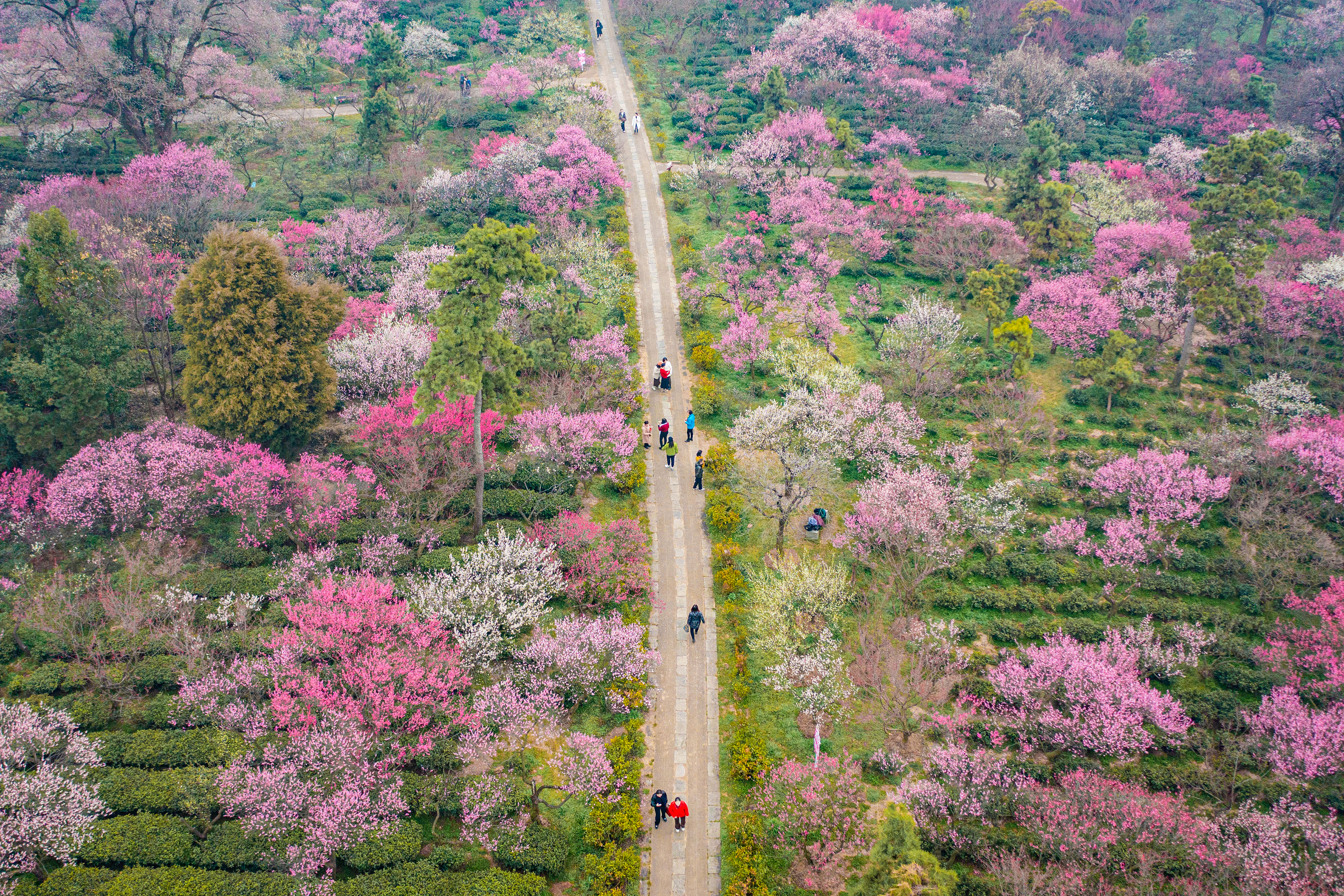 An aerial view shows people walking past plum blossoms in Nanjing, in China's eastern Jiangsu province on February 19