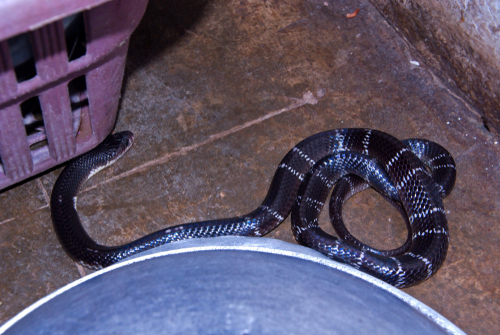 Indian Common Krait