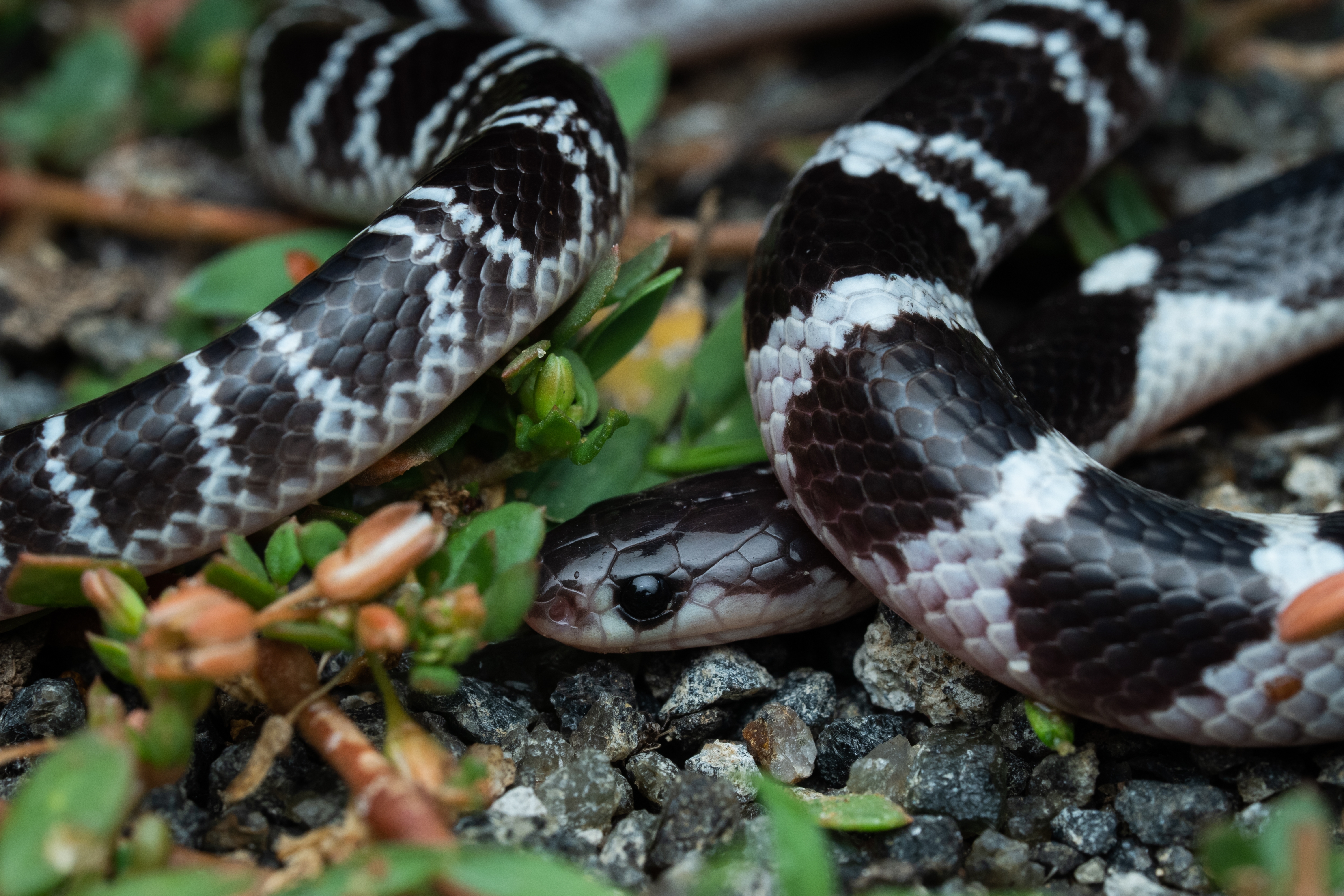 Common Krait