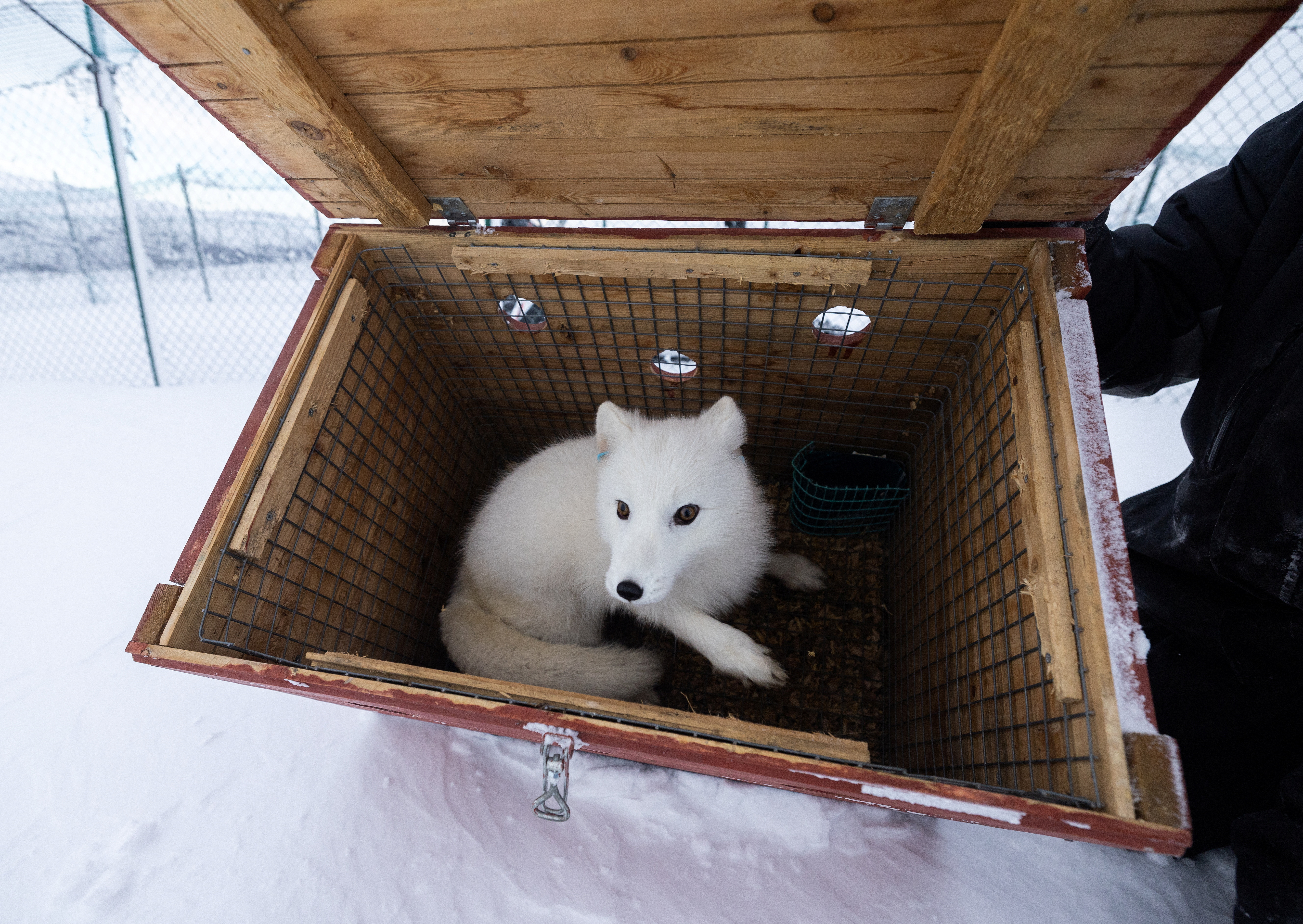 A male white Arctic fox sits inside a wooden box as it arrives back to an enclosure at the Arctic Fox Captive Breeding Station run by Norwegian Institute for Nature Research (NINA) near Oppdal, Norway, February 4