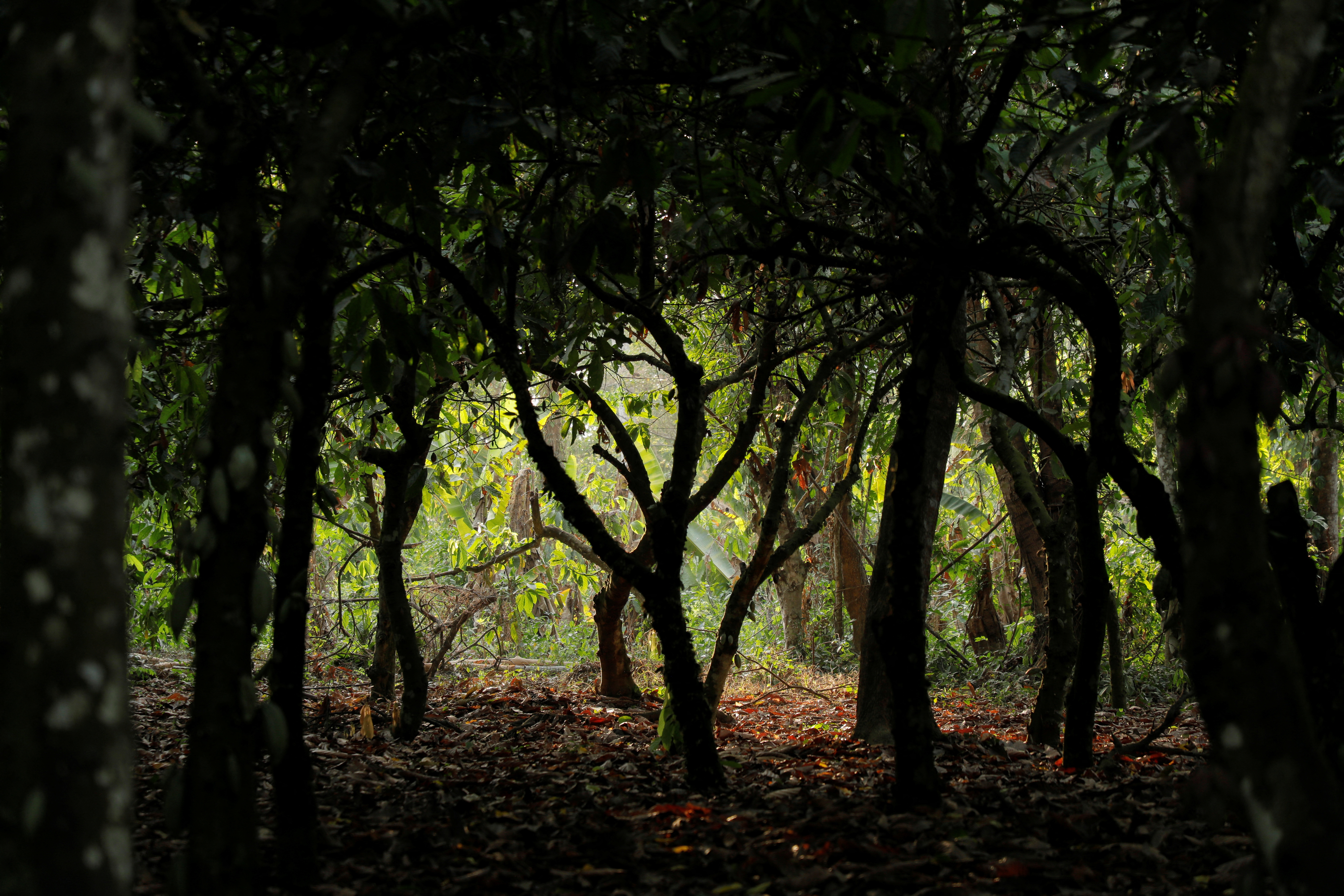 Trees stand in a cocoa farm in Osino in the Eastern Region, Ghana, February 27