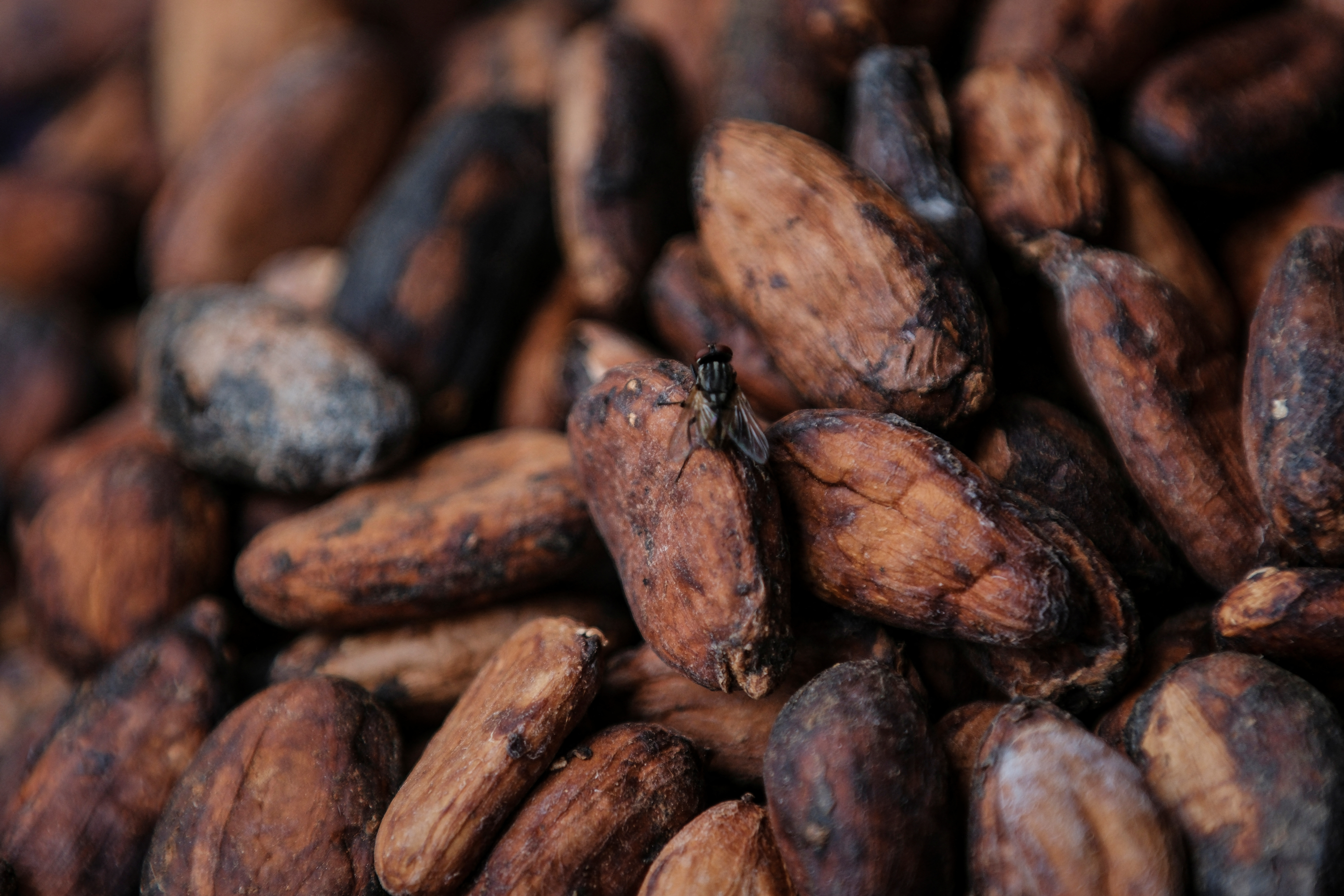 A fly rests on sun-dried cocoa beans at a warehouse in Kwabeng in the Eastern Region, Ghana, February 28