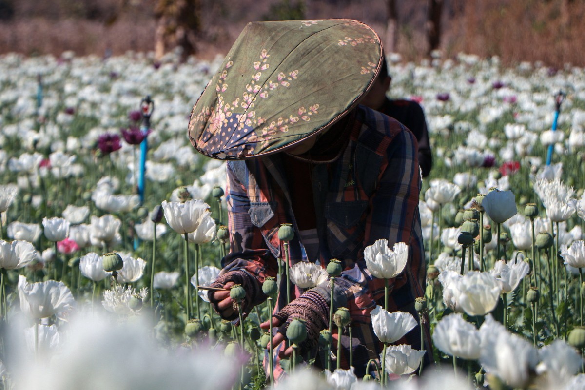 A man working in the illegal poppy fields