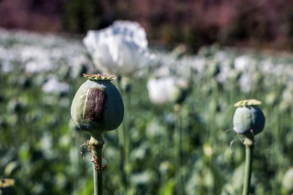 People working in the illegal poppy fields