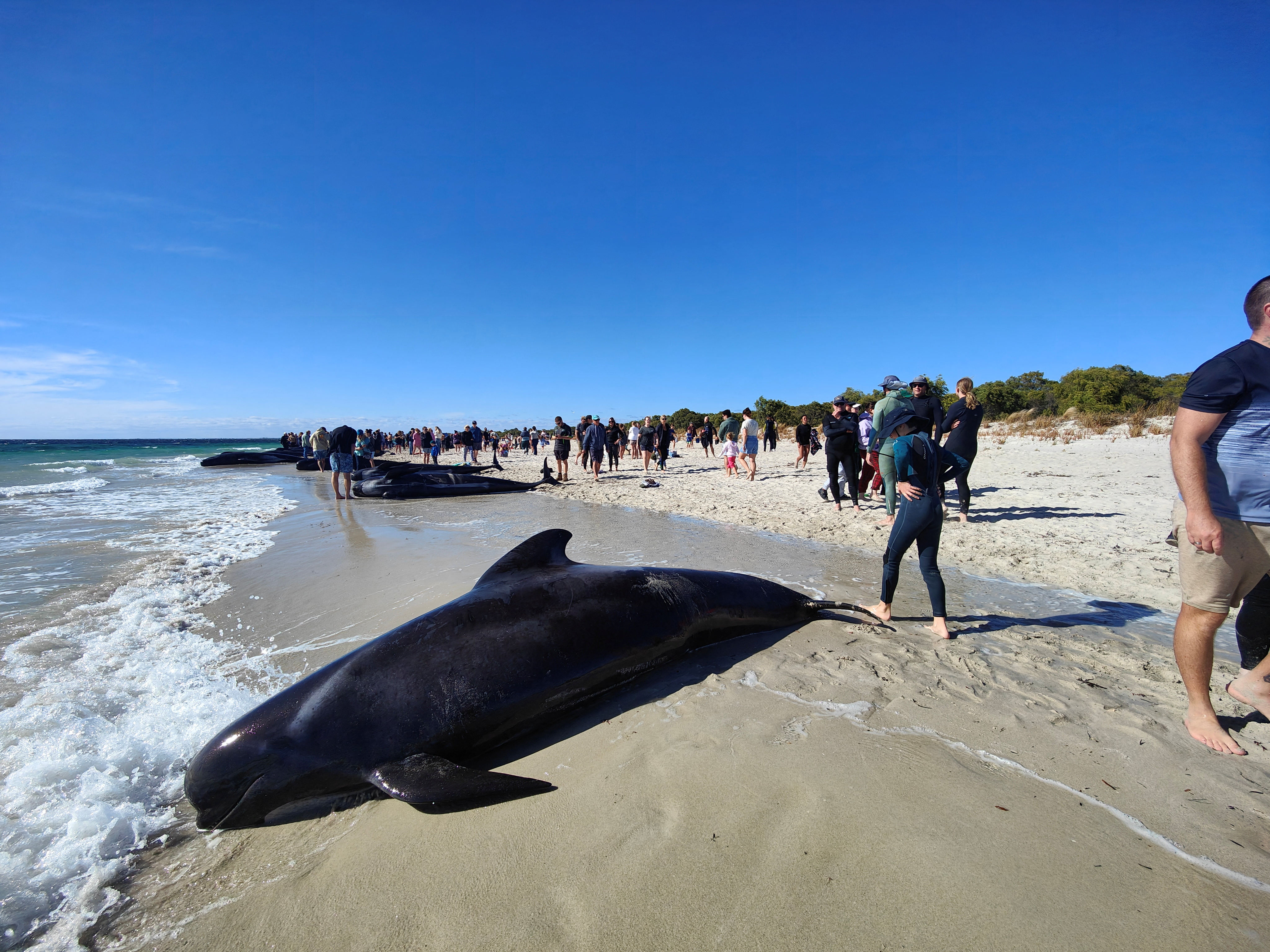 Australia stranded whales