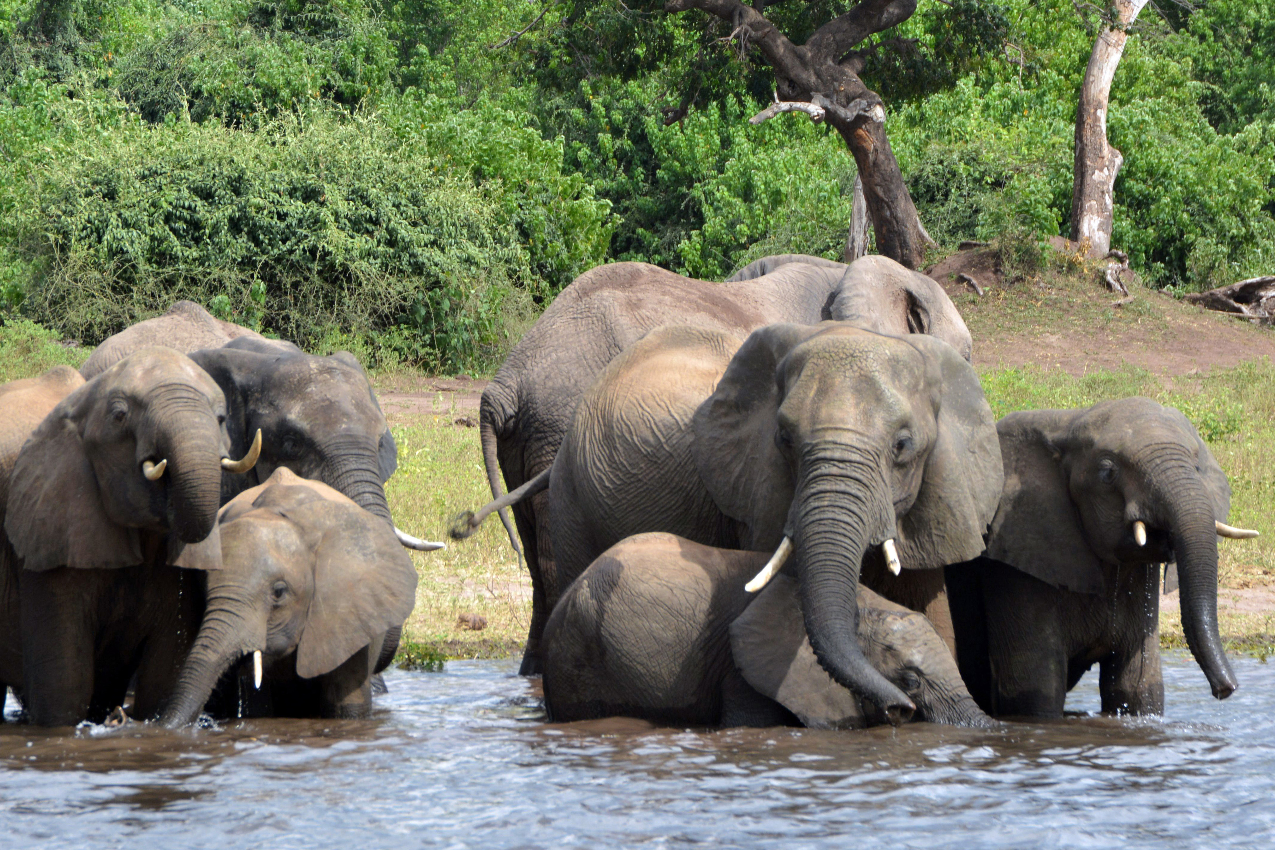 Elephants drink water from a river in Chobe National Park