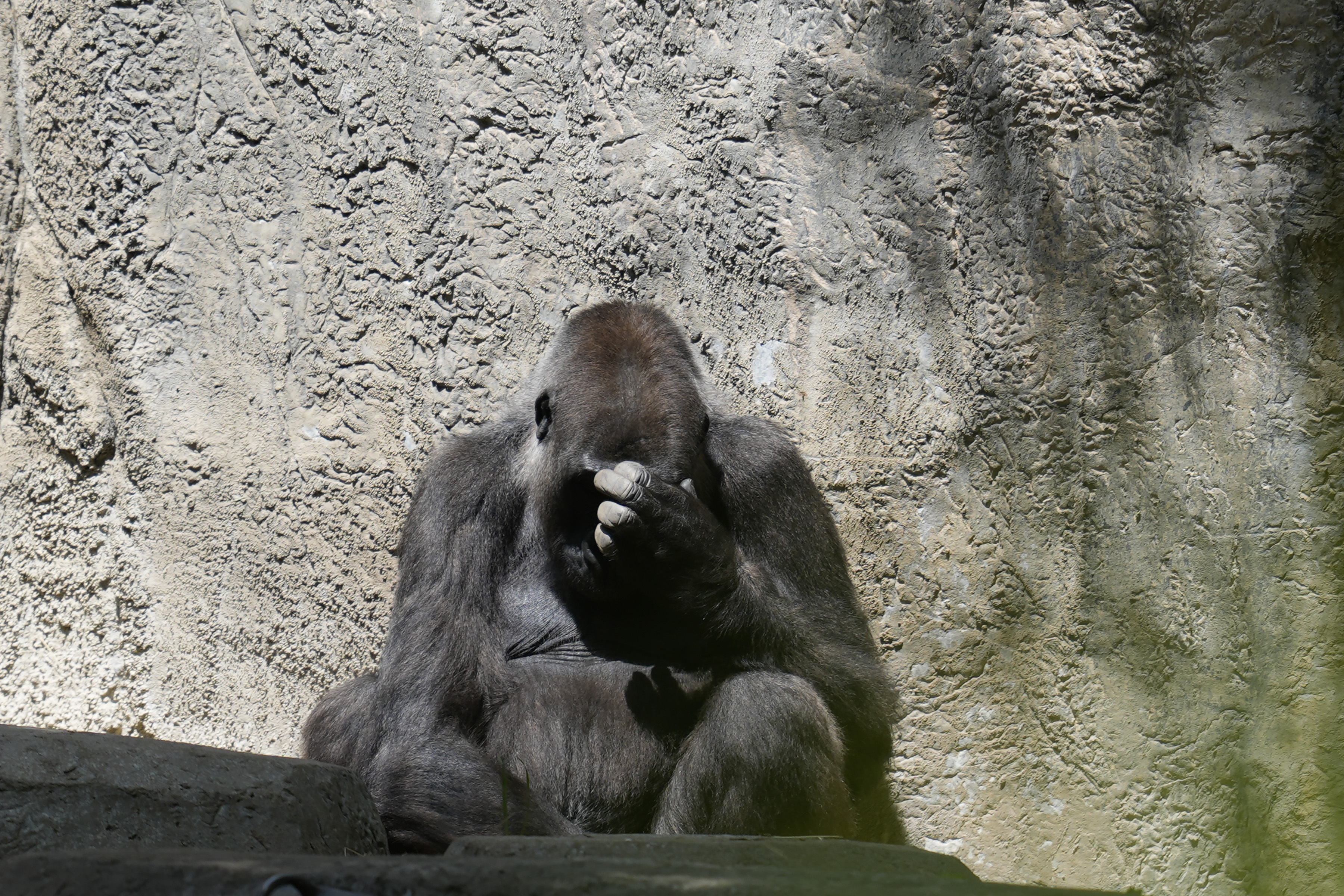 A gorilla sits in an enclosure as the sun returns at the Fort Worth Zoo after a total solar eclipse on Monday in Fort Worth, Texas