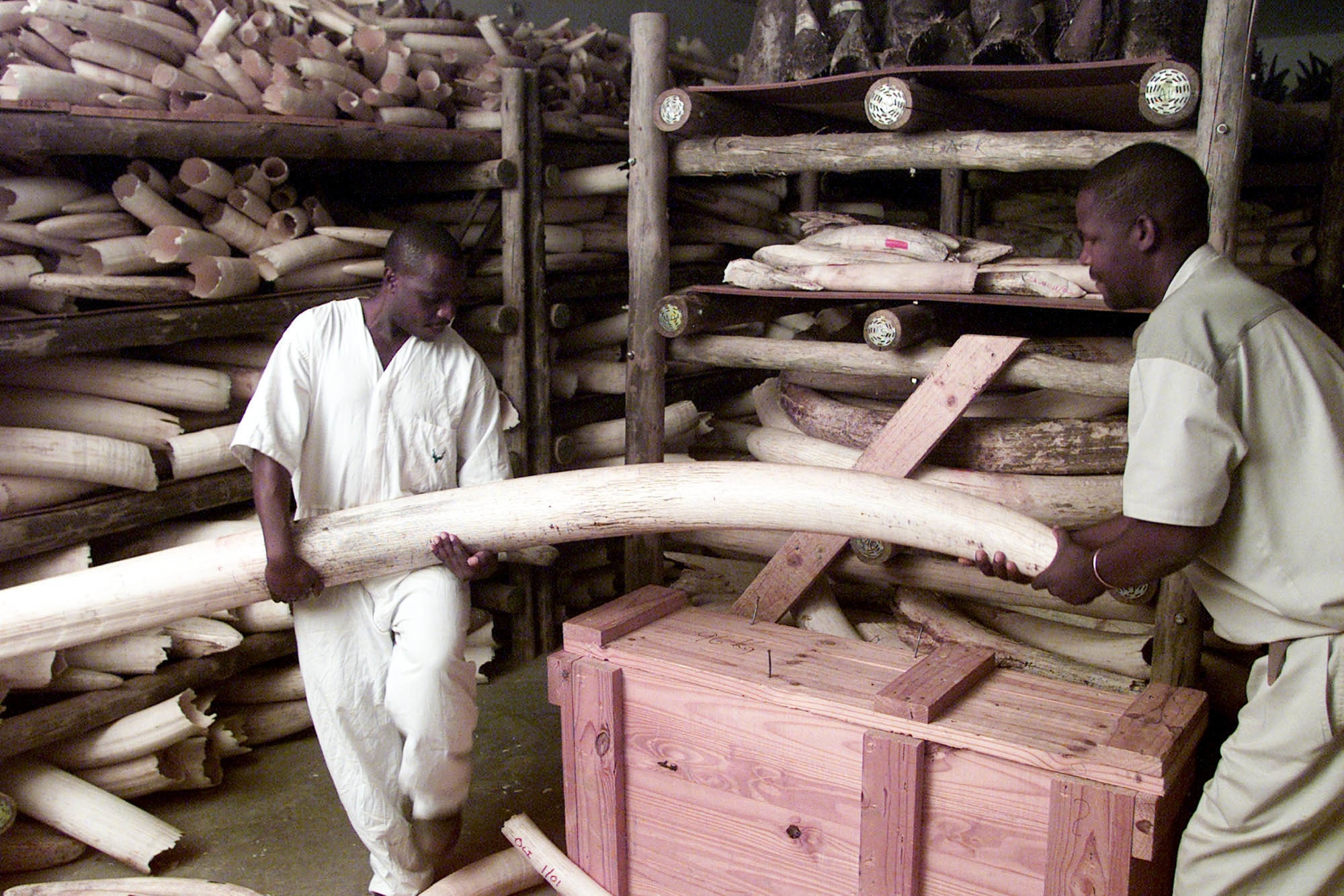 Two men lift huge elephant tusks in Kruger national Park, South Africa
