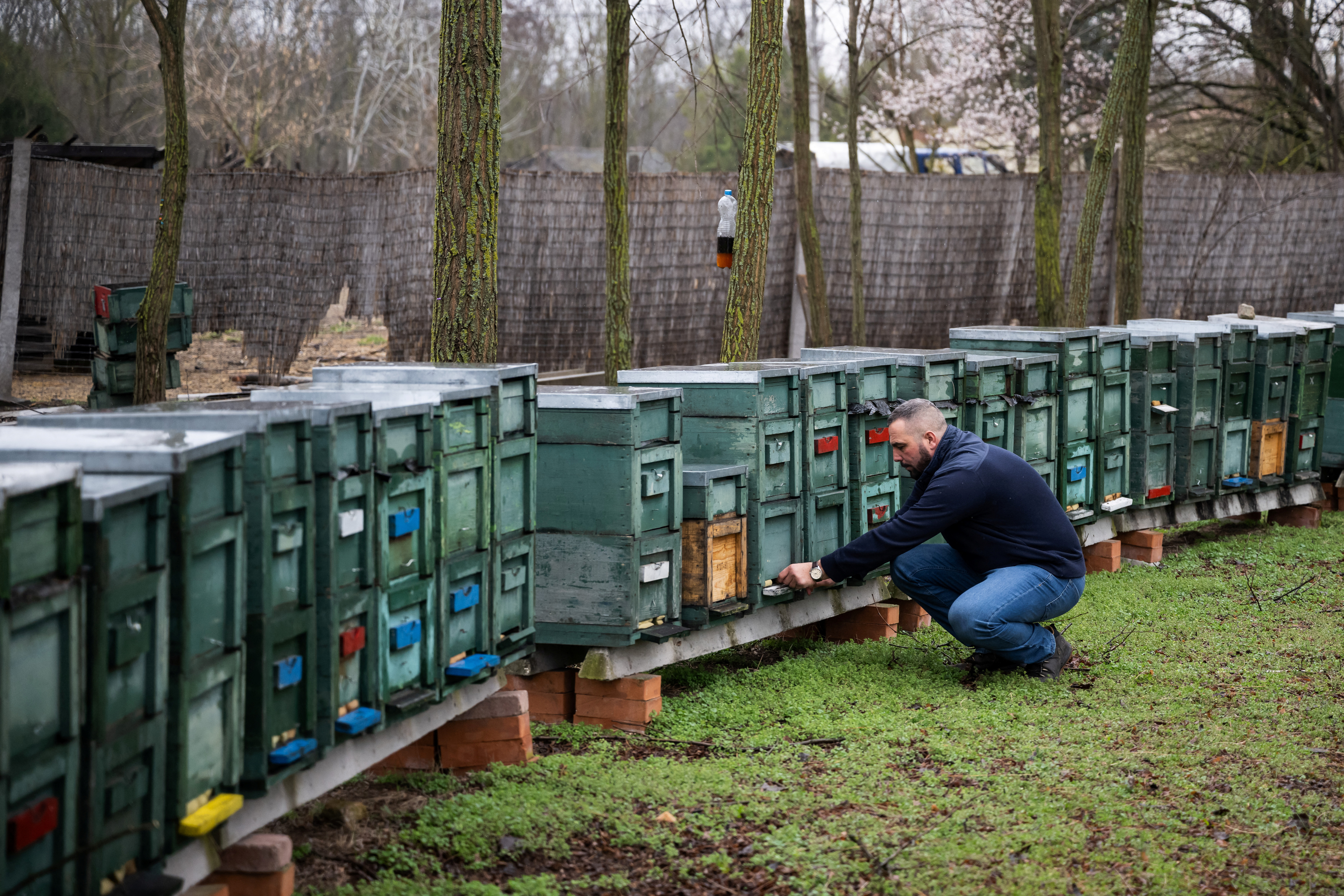 Beekeeper Krisztian Kisjuhasz, 41, inspects a beehive in Ladanybene, Hungary, March 7