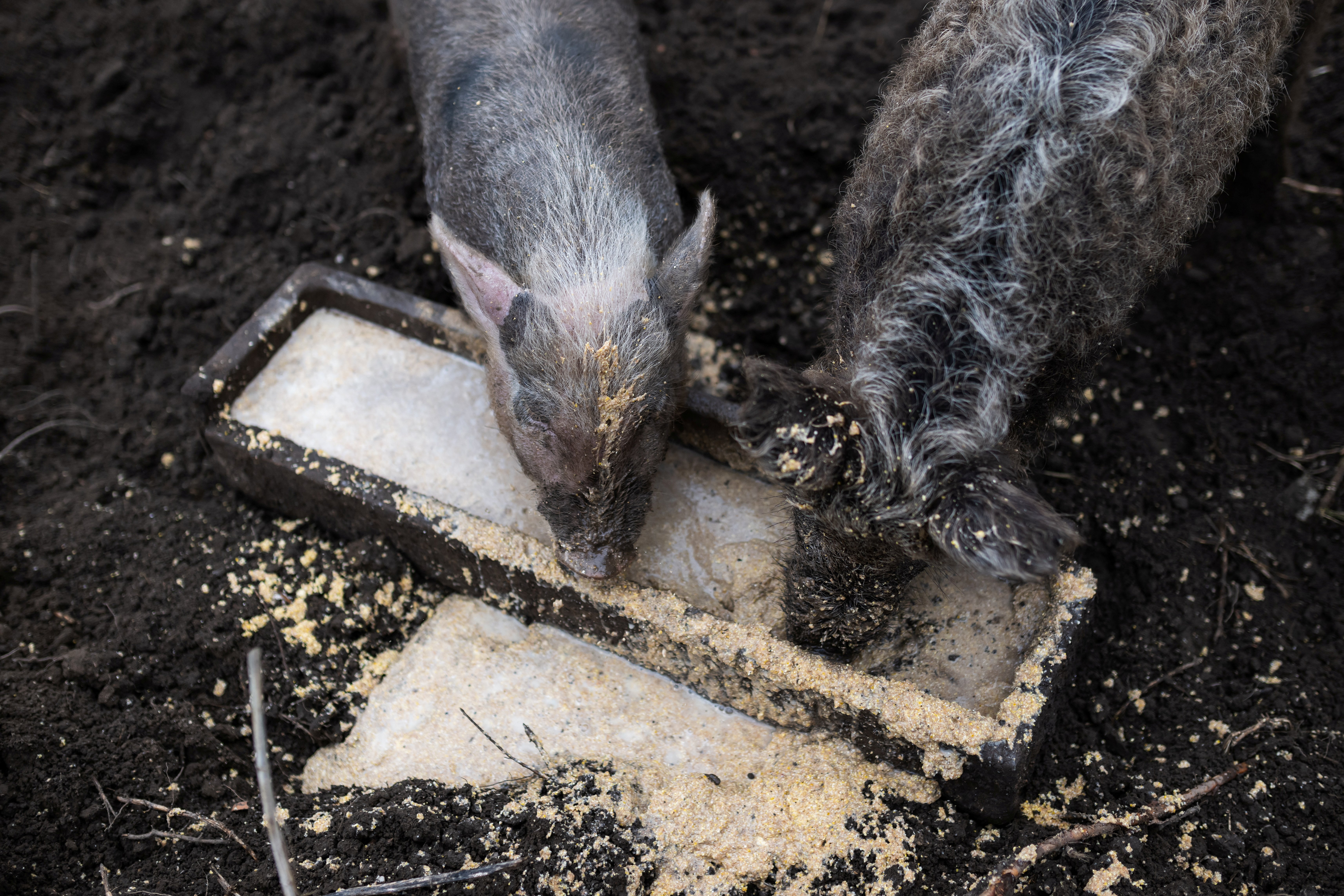 Pigs eat at Laszlo Kemencei's farm near Ladanybene, Hungary, March 7