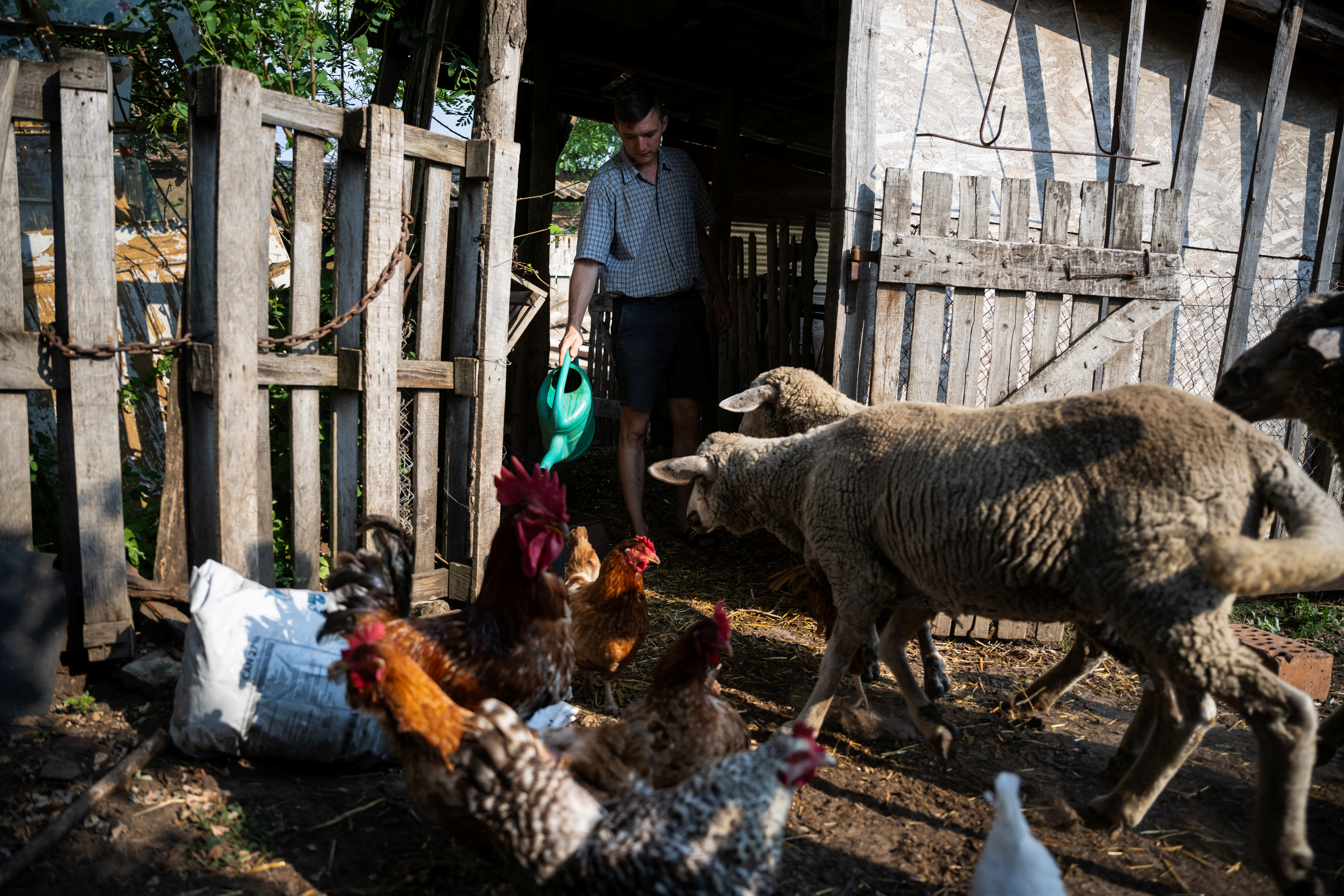Mihaly Pogany, 29 gives water to his animals, at his farm near Kecskemet, Hungary, July 16