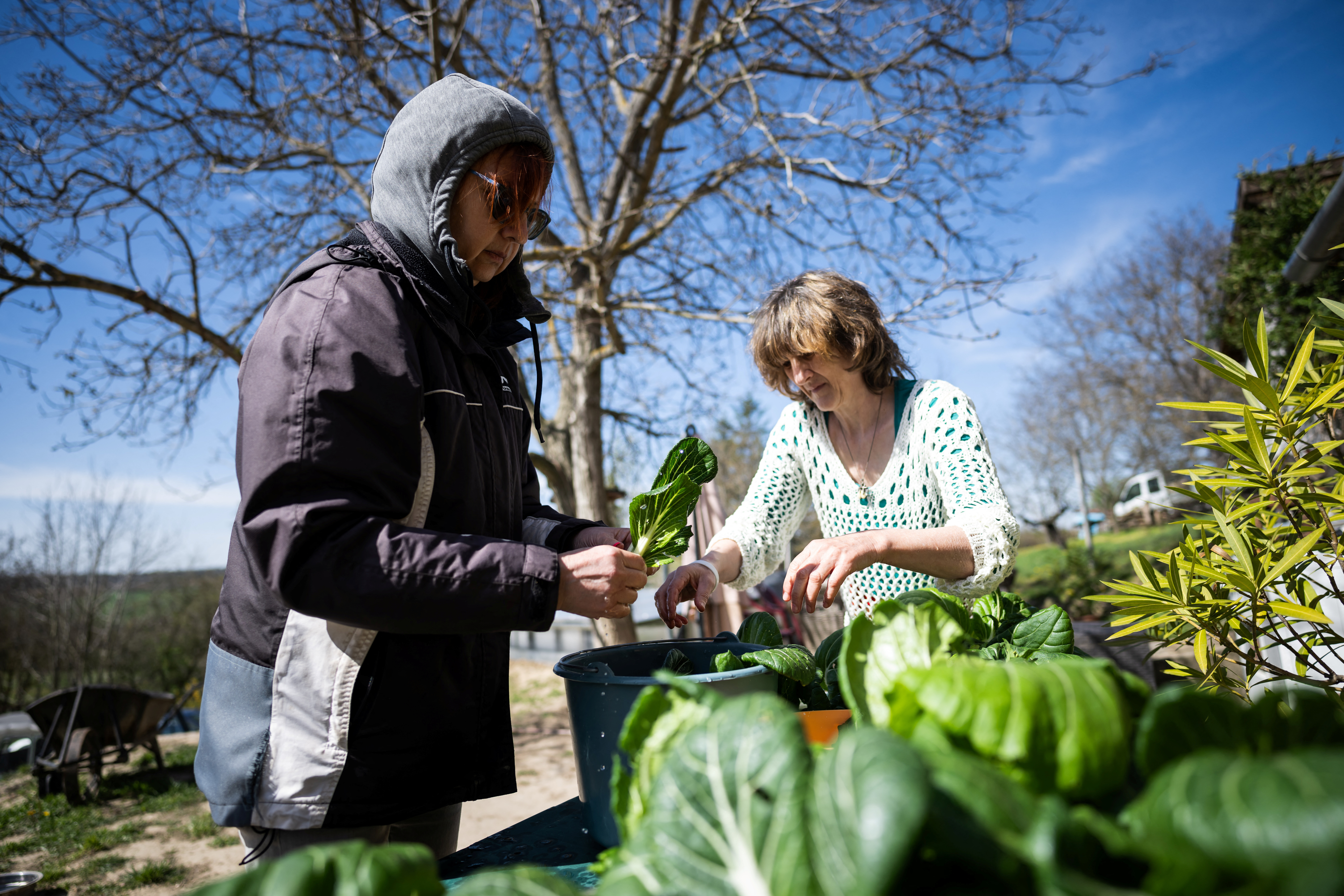 Gabi Varga, 57, and Emo Ambrus wash vegetables to make kimchi at Varga's farm in Nagybereny, Hungary, March 2