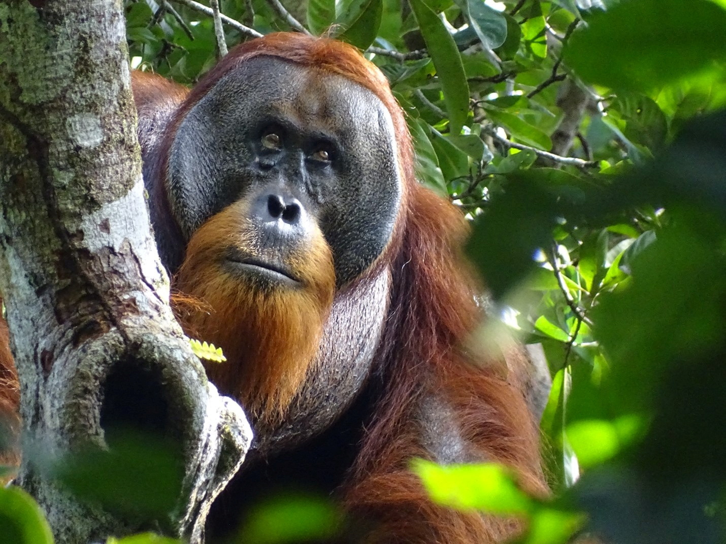 A male Sumatran orangutan named Rakus is seen two months after wound self-treatment using a medicinal plant in the Suaq Balimbing research site