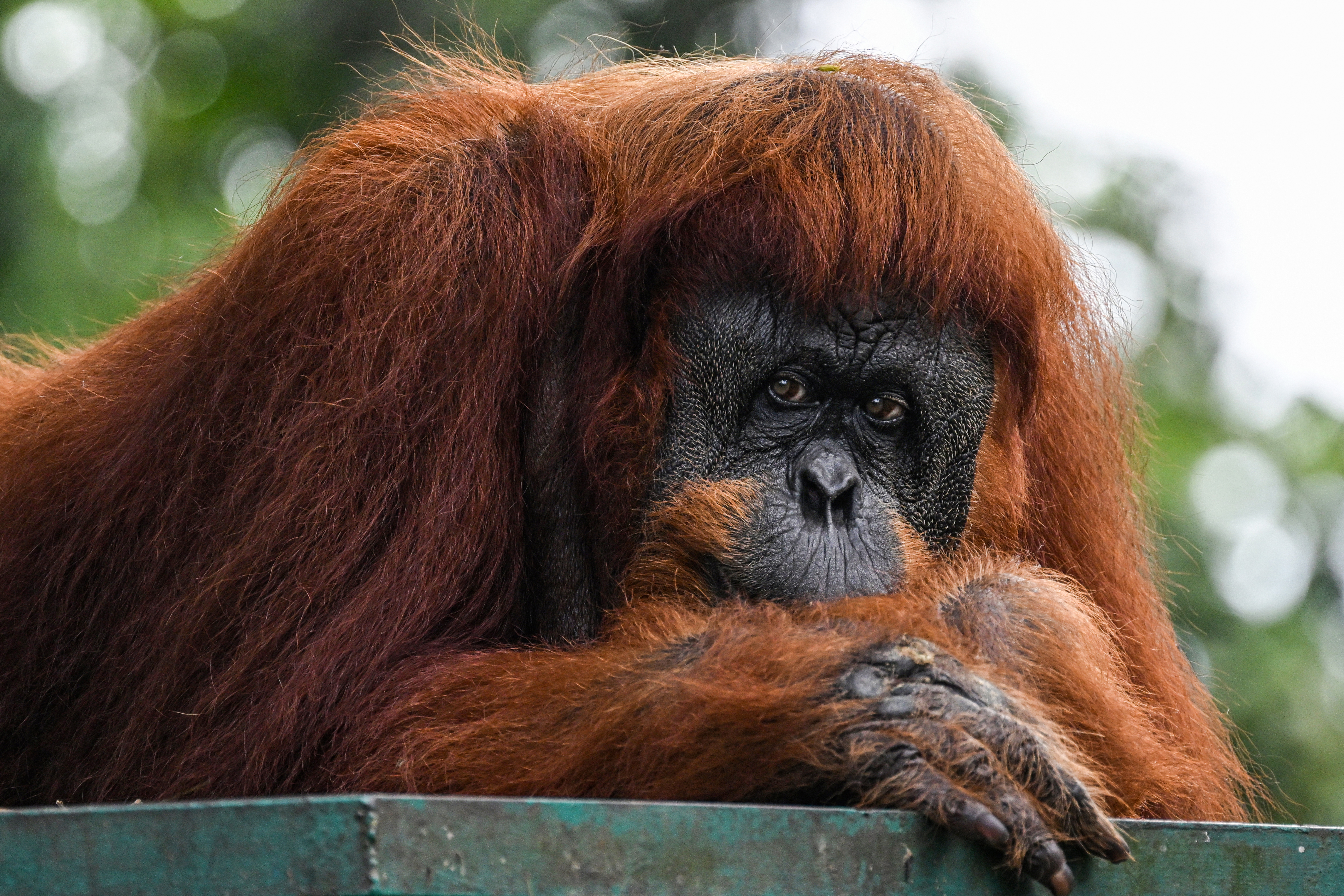 A Sumatran orangutan resting on its arms in an enclosure at the national zoo in Kuala Lumpur.