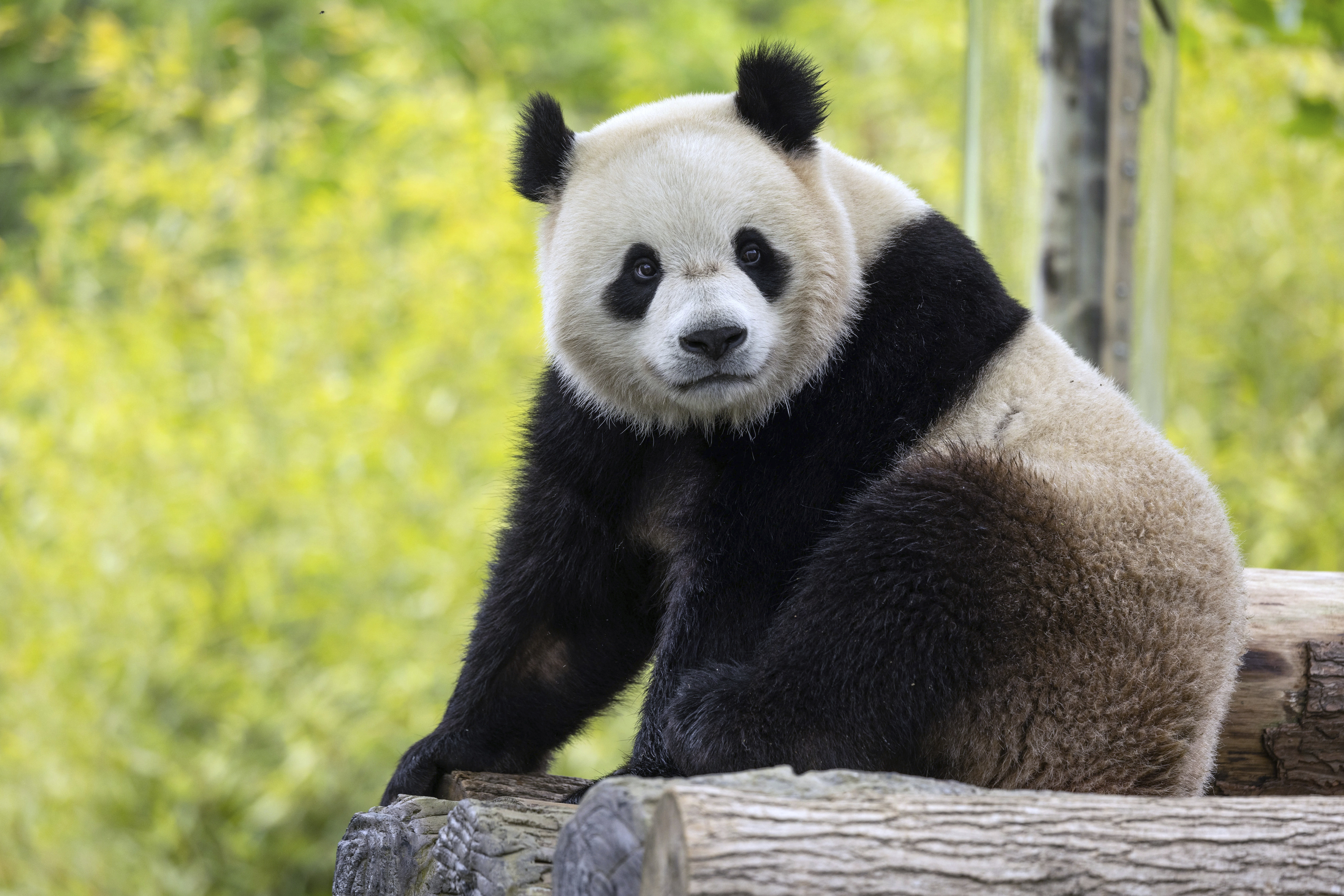 Two-year-old male giant panda Bao Li in his habitat at Shenshuping Base in Wolong, China