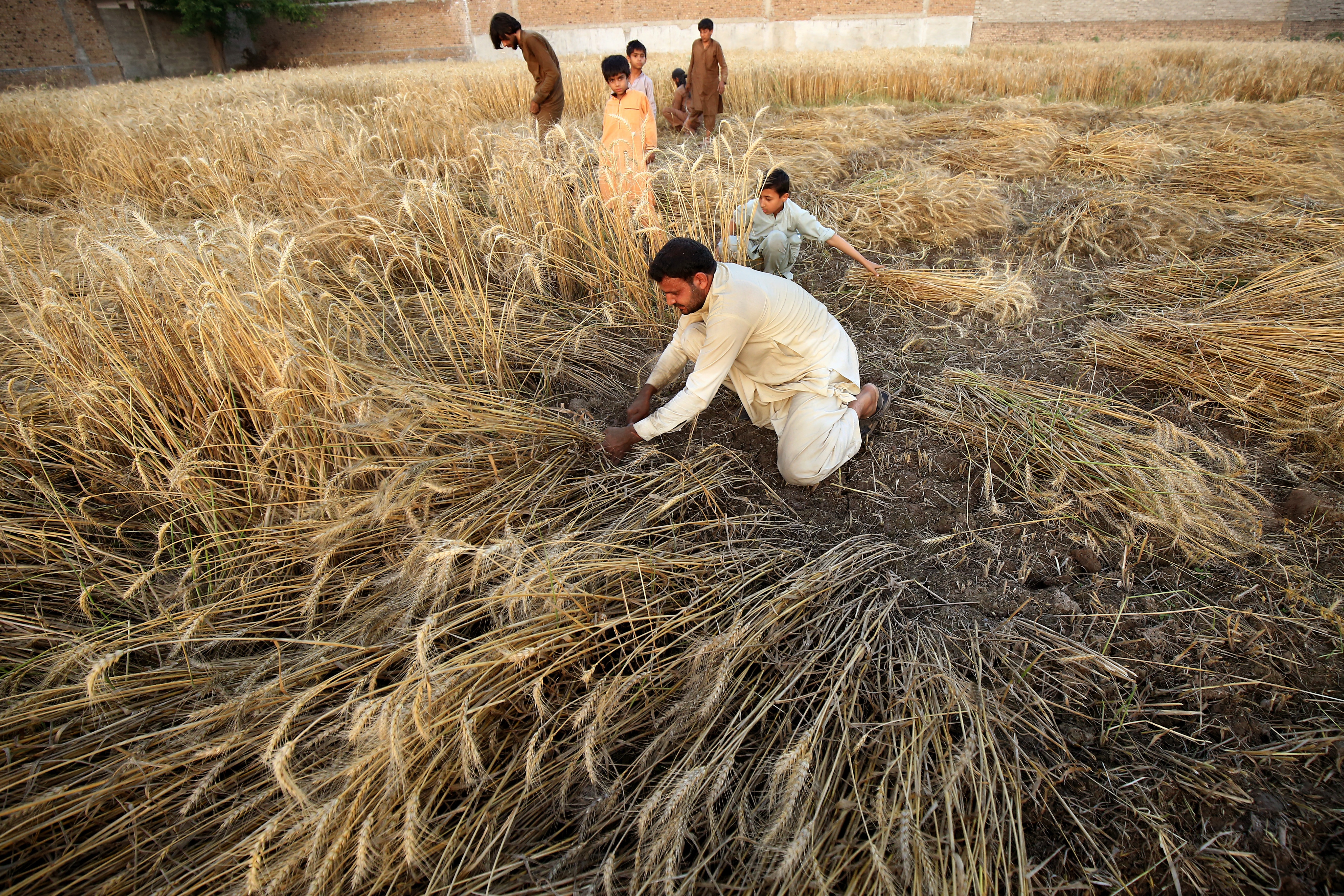 Pakistan's agriculture sector contributes to less than one percent of country's tax revenues. [Bilawal Arbab/EPA]