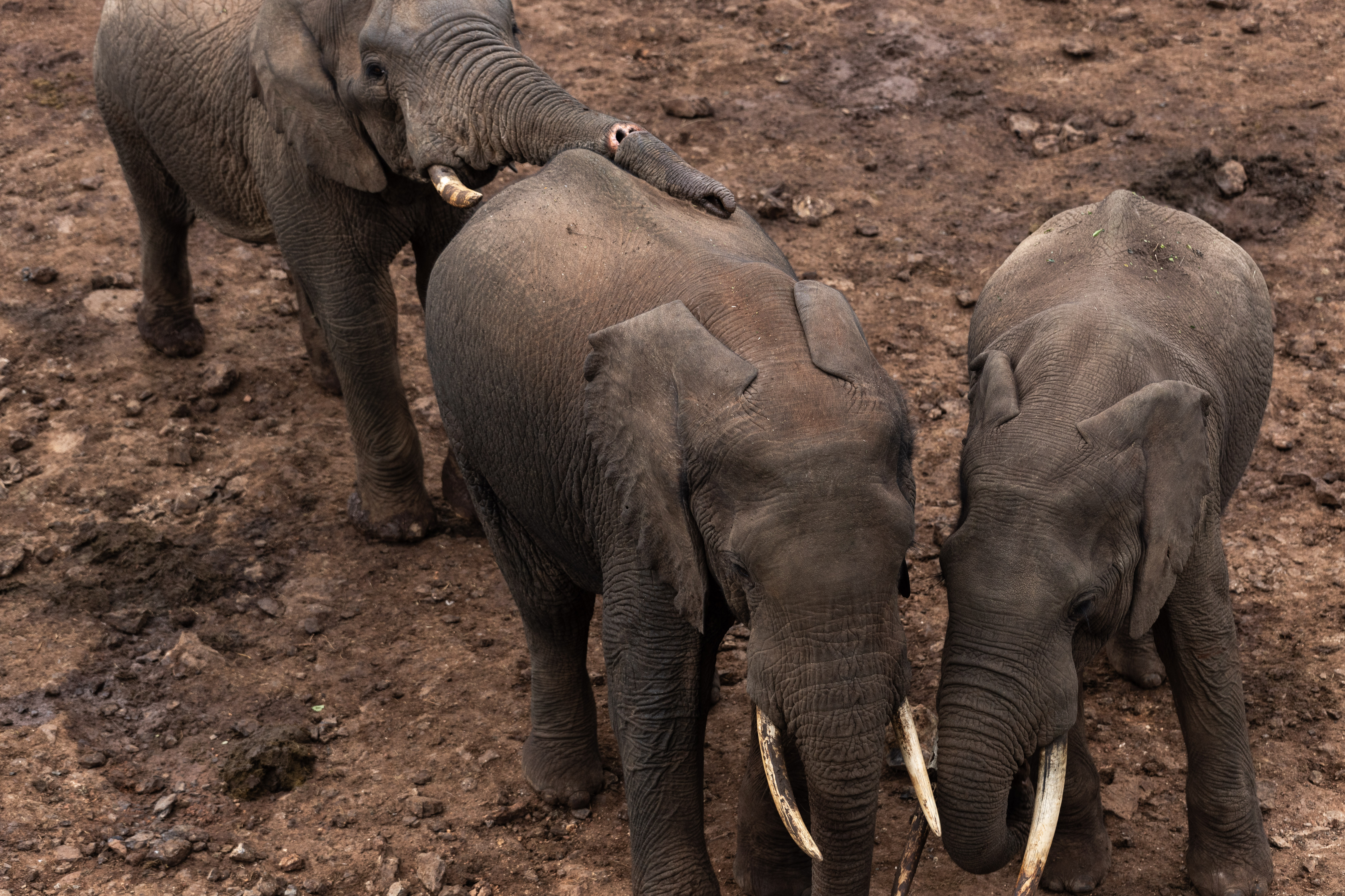 Kenya rangers