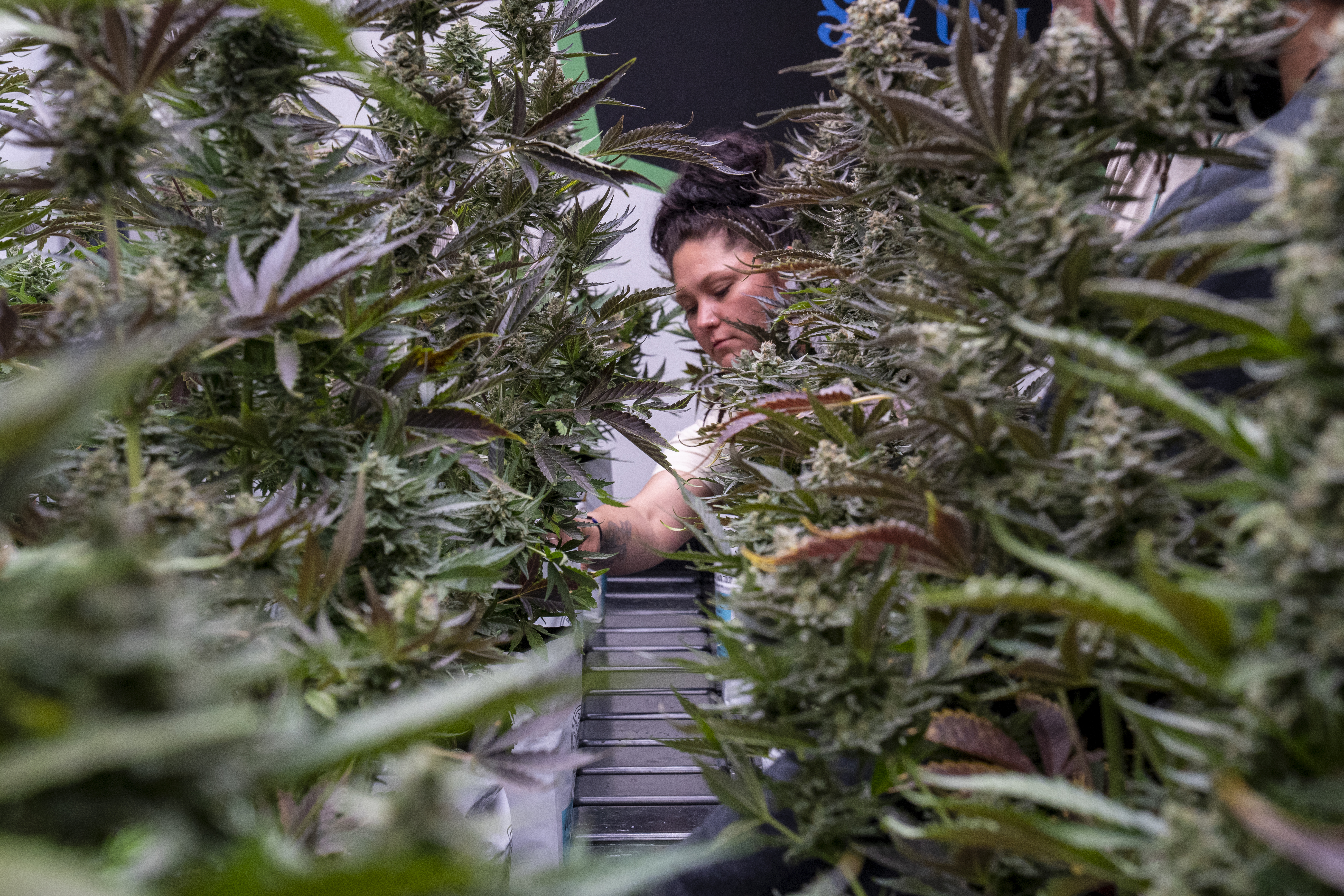An employee stands between rows of marijuana bushes in a greenhouse.