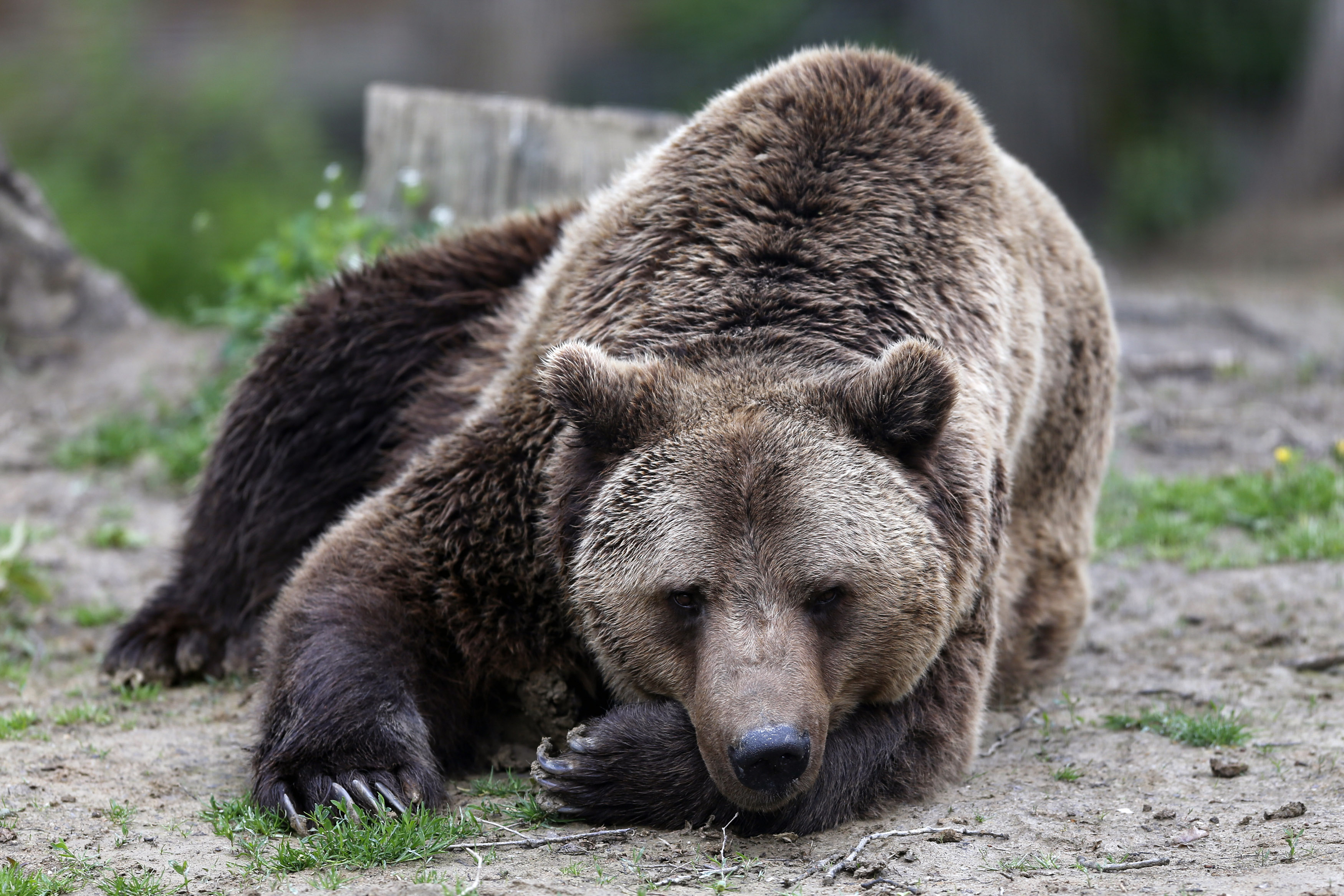 A brown bear sits inside an enclosure at "Libearty" Zarnesti bear sanctuary, central Romania