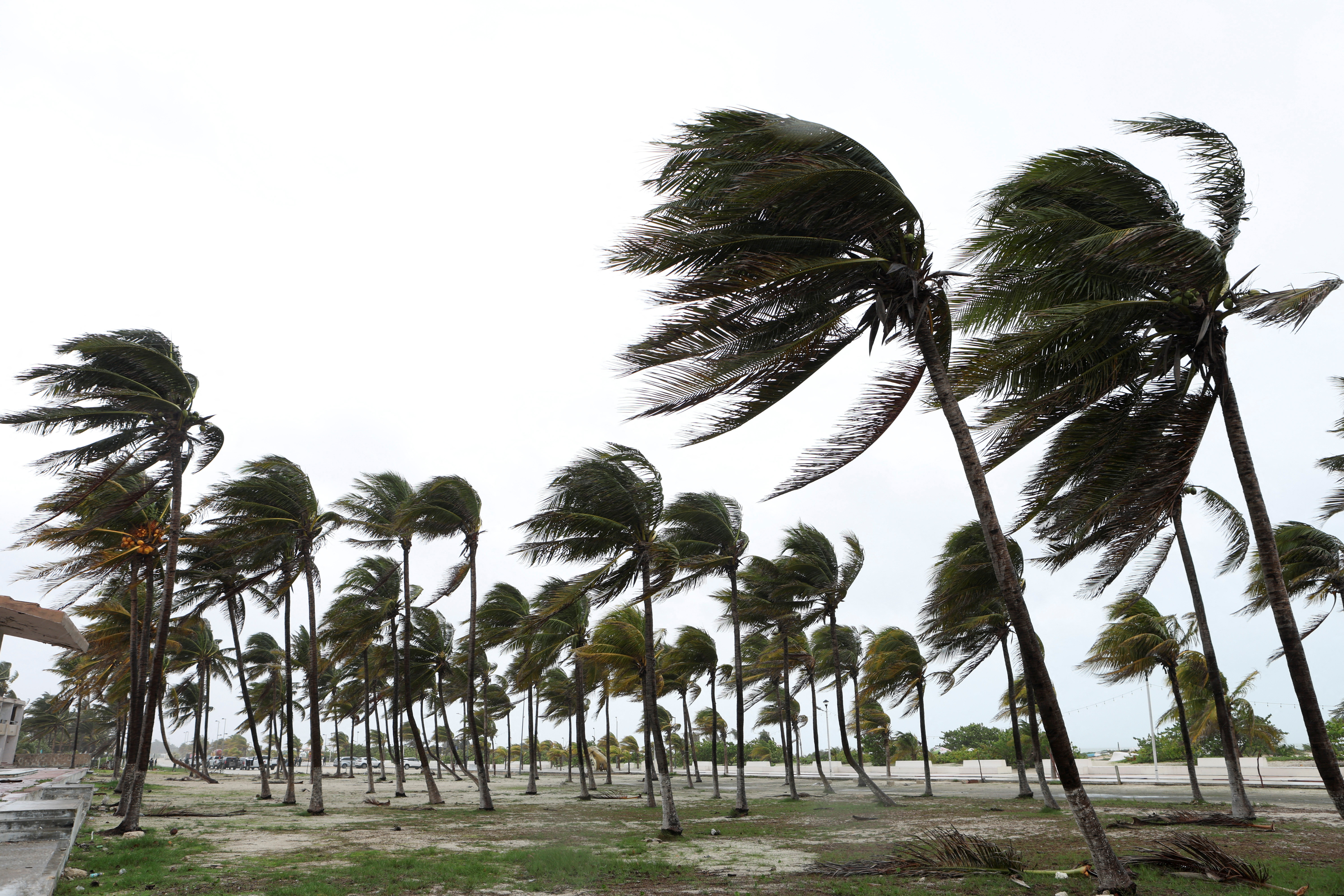 Palm trees sway as Beryl advances in Mexico