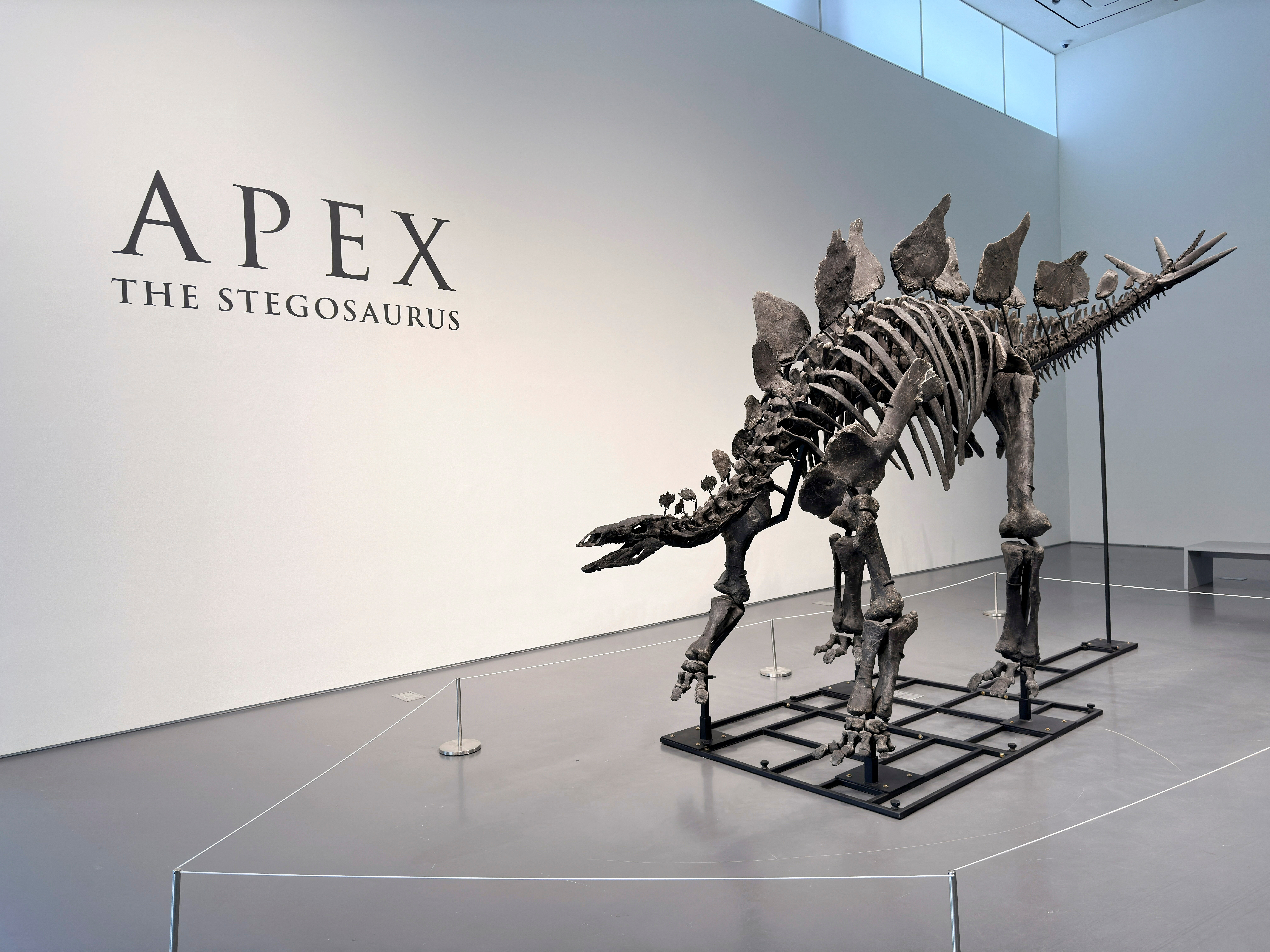 A stegosaurus fossil, named Apex, will be up for auction at Sotheby's in New York