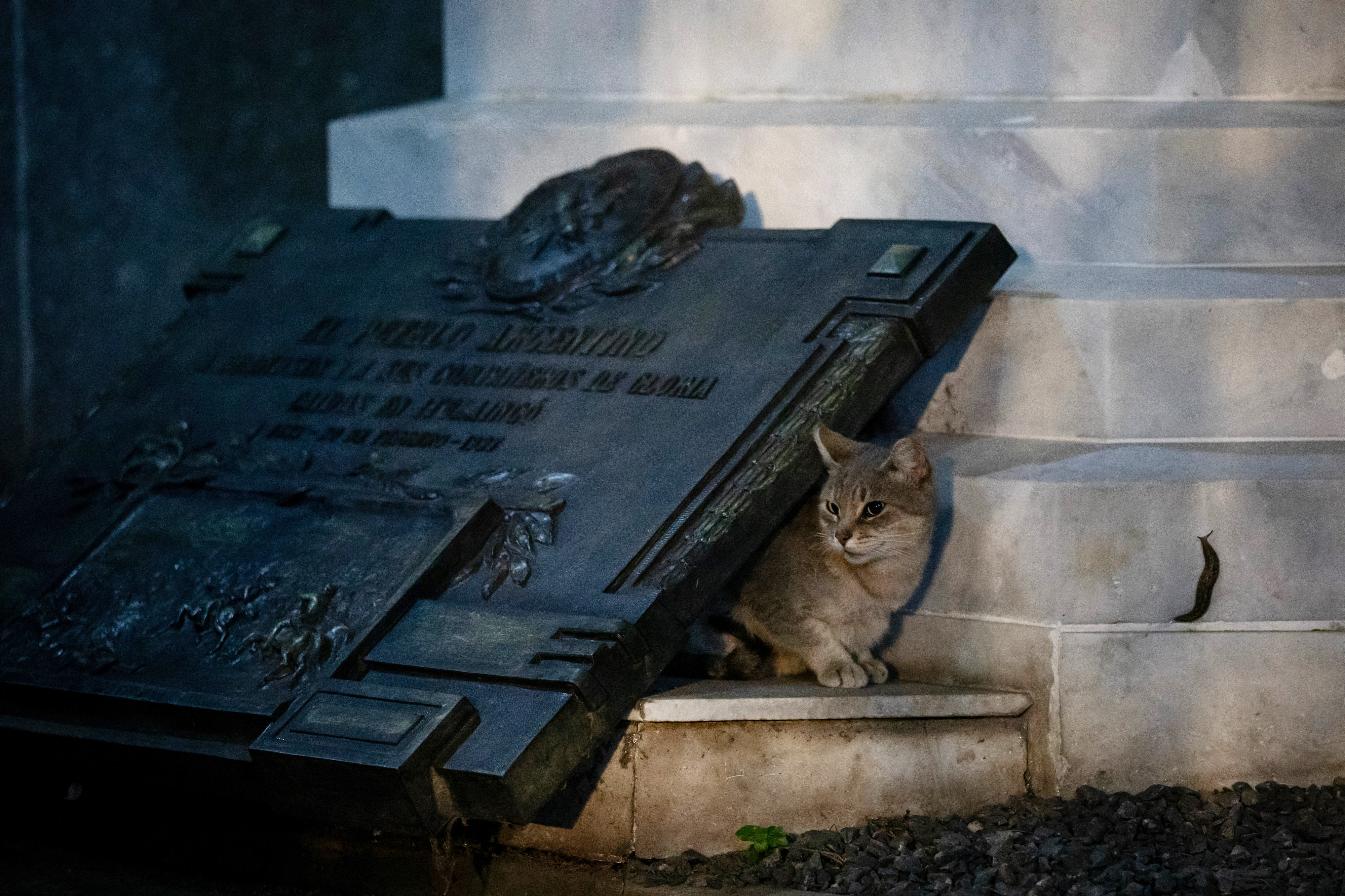 Grisecito, one of the six remaining cats, rests under the plaque of Carlos Federico de Brandsen, a French general who fought in several South American independence wars, in the famed Recoleta Cemetery, in Buenos Aires, Argentina on July 1, 2024.-Once home to a colony of more than 60 stray cats, the famed Recoleta Cemetery now houses only six cats: Lili, Princesa, Llorona, Lucio, Cabezón and Grisecito. Pisani, the florist, visits the cemetery every day at 5am to feed the cats. However, in a country with an ever growing economic crisis and 200% inflation, he is finding the cost of looking after the animals increasingly prohibitive and has become reliant on donations from visitors.