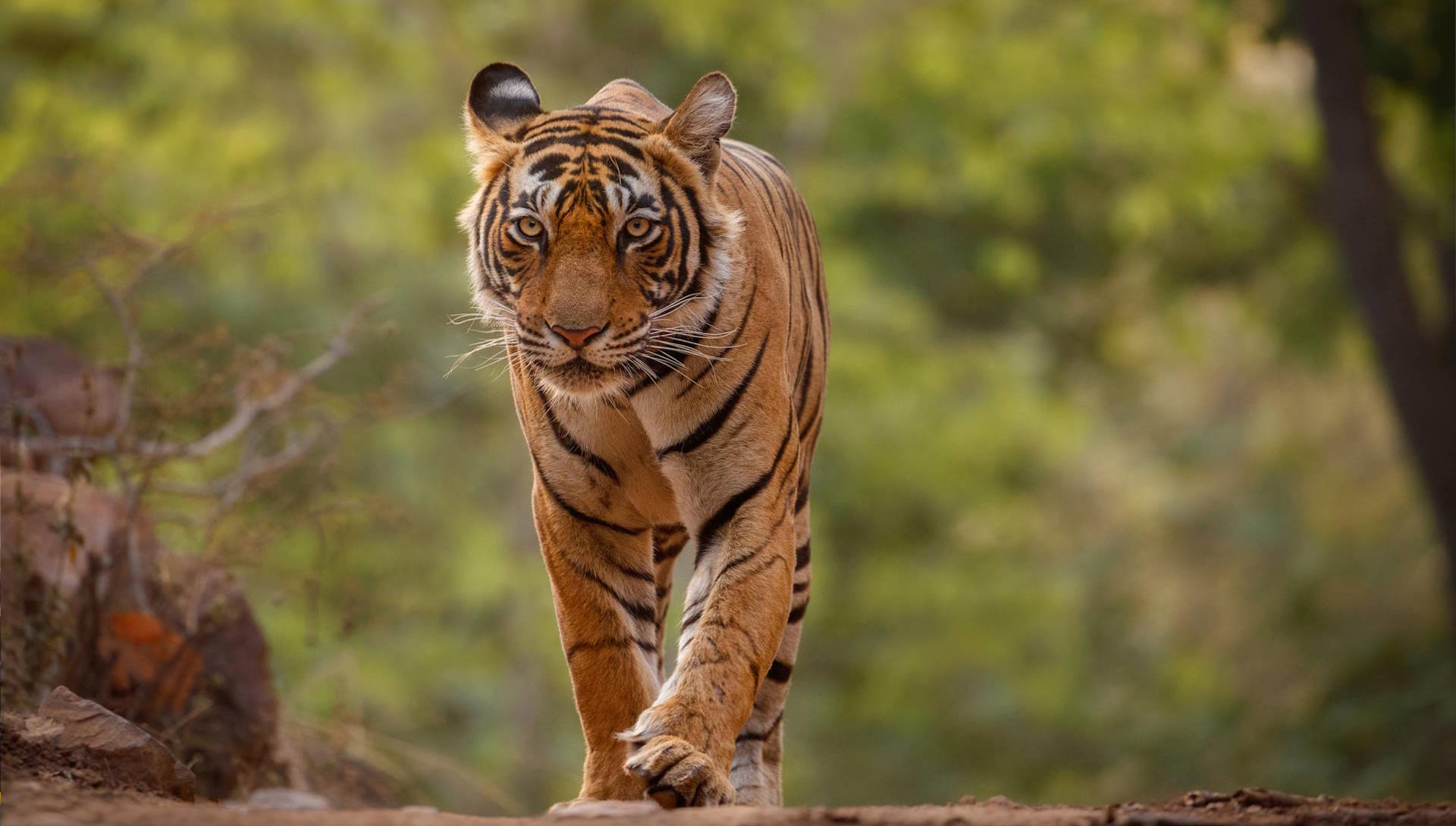 hero amazing bengal tiger