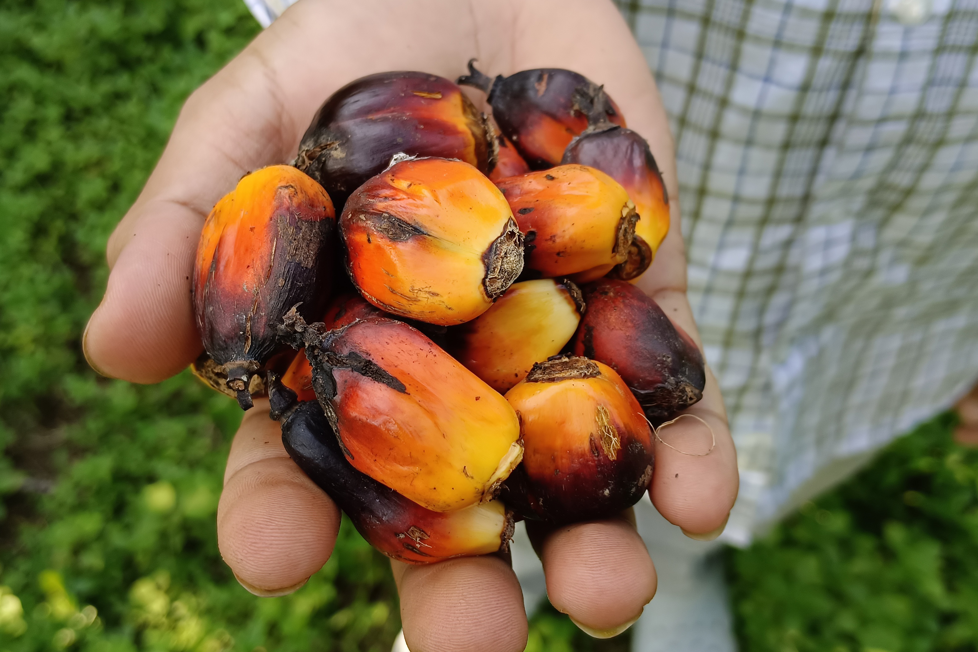 Palm oil in Assam