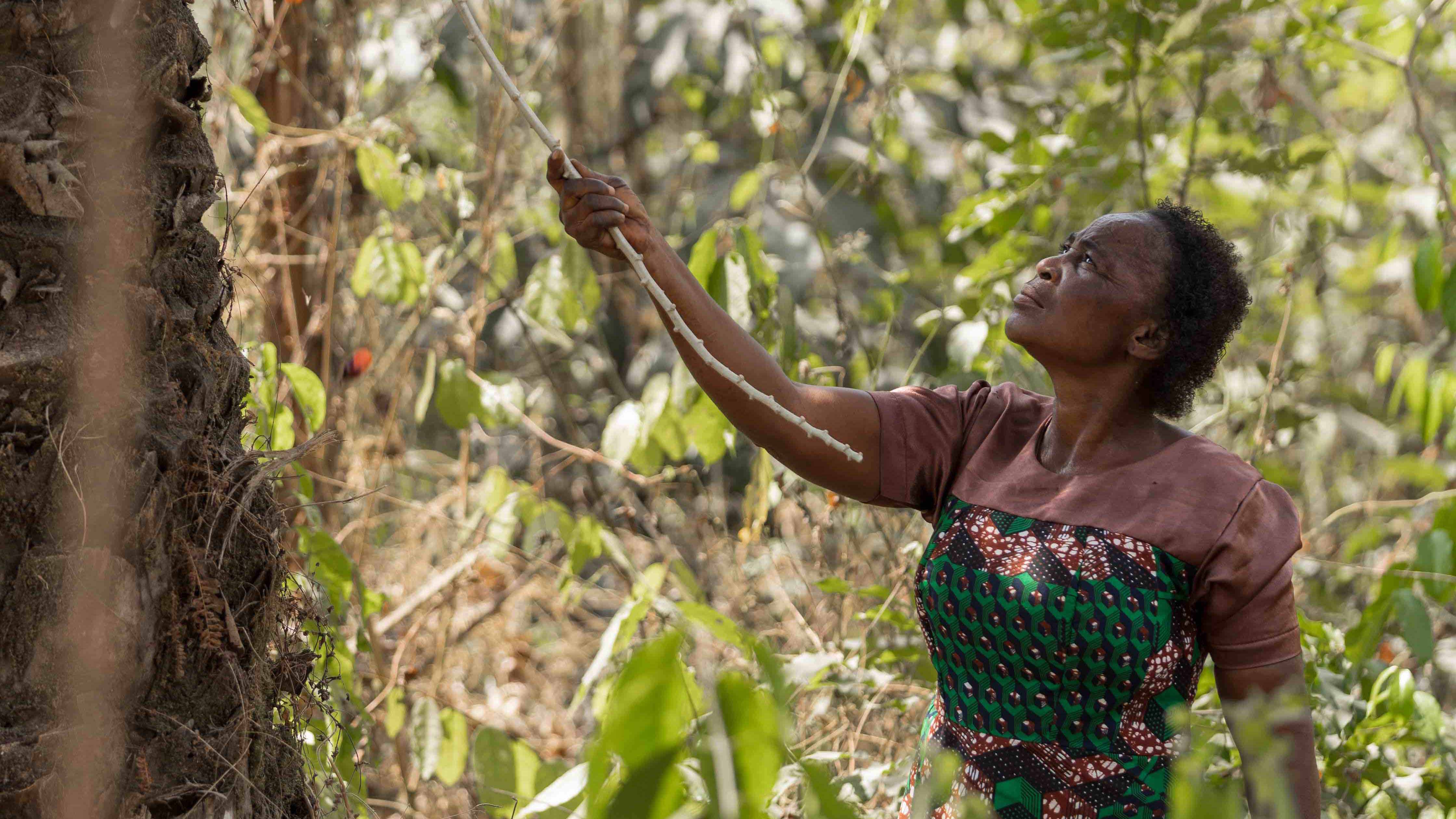The Forest Women of Afi in Nigeria