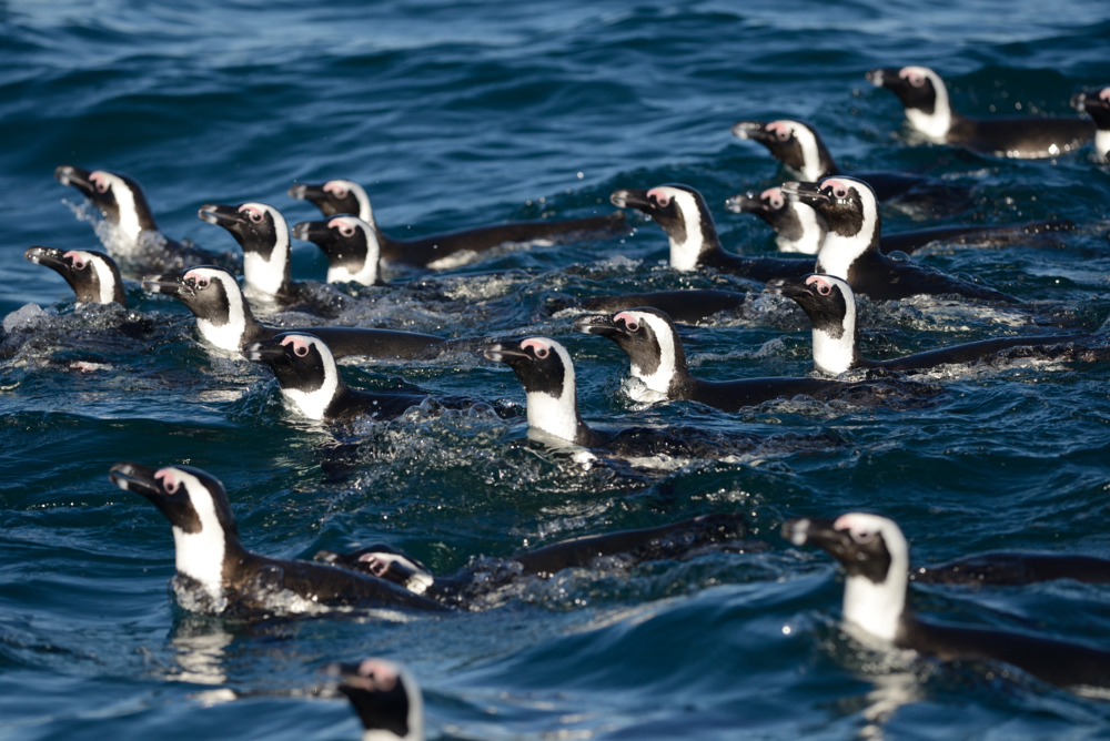 African penguins swimming