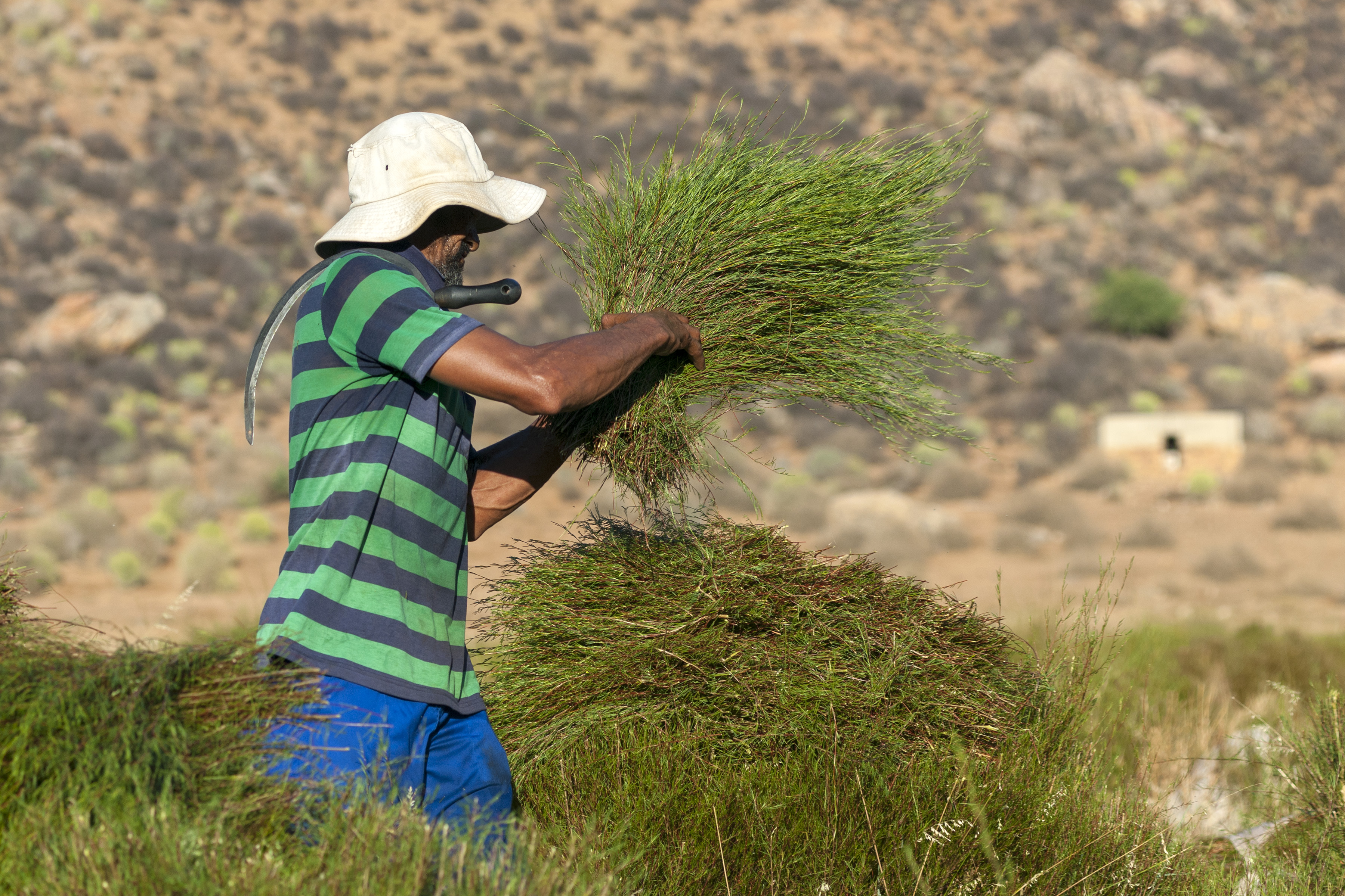 Farmhand Gert harvesting rooibos plants with a sickle in the Cederberg mountains in South Africa. [Courtesy of Red Espresso]