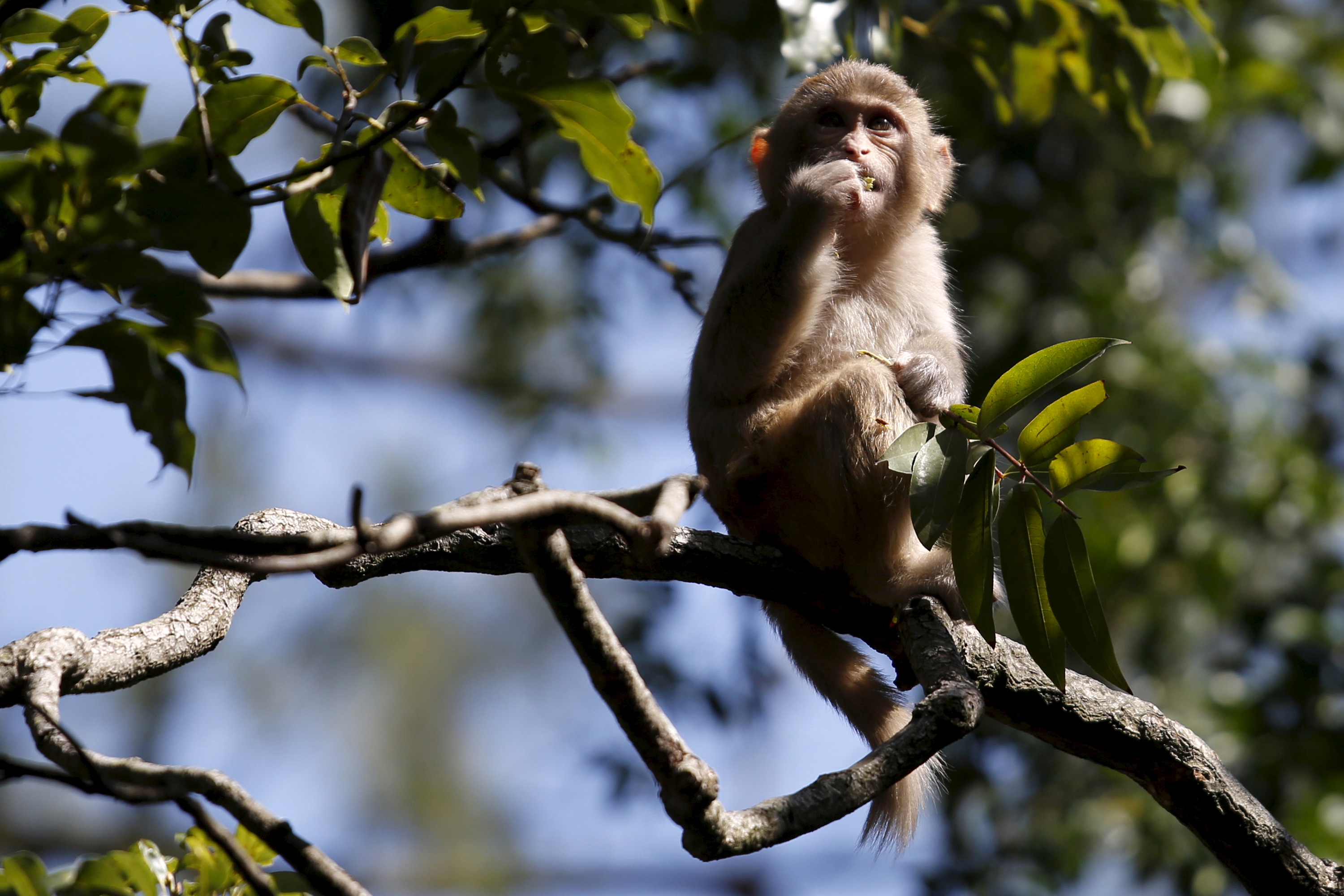 A monkey chews a leaf inside a country park in Hong Kong