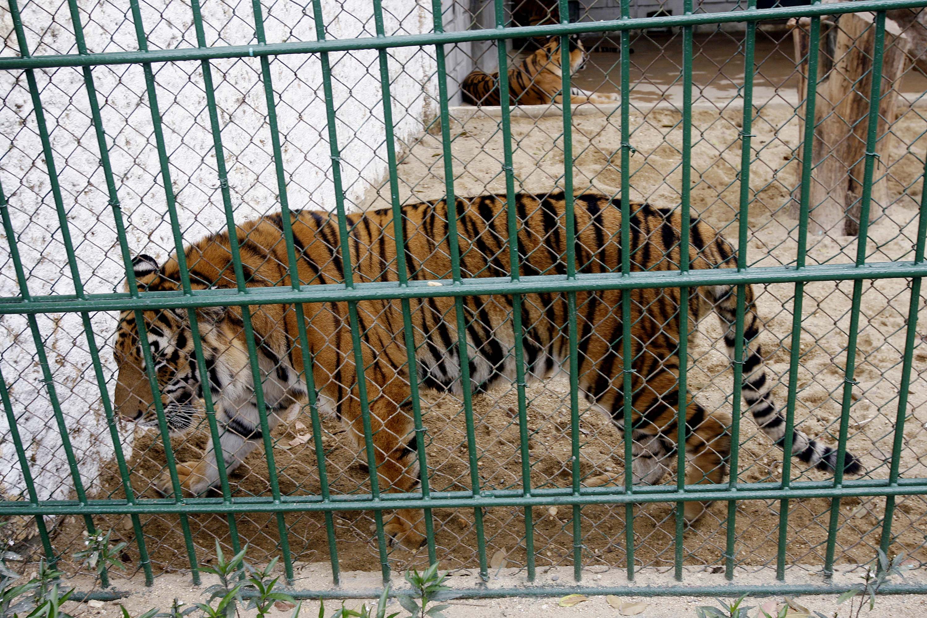 Tiger in Hanoi