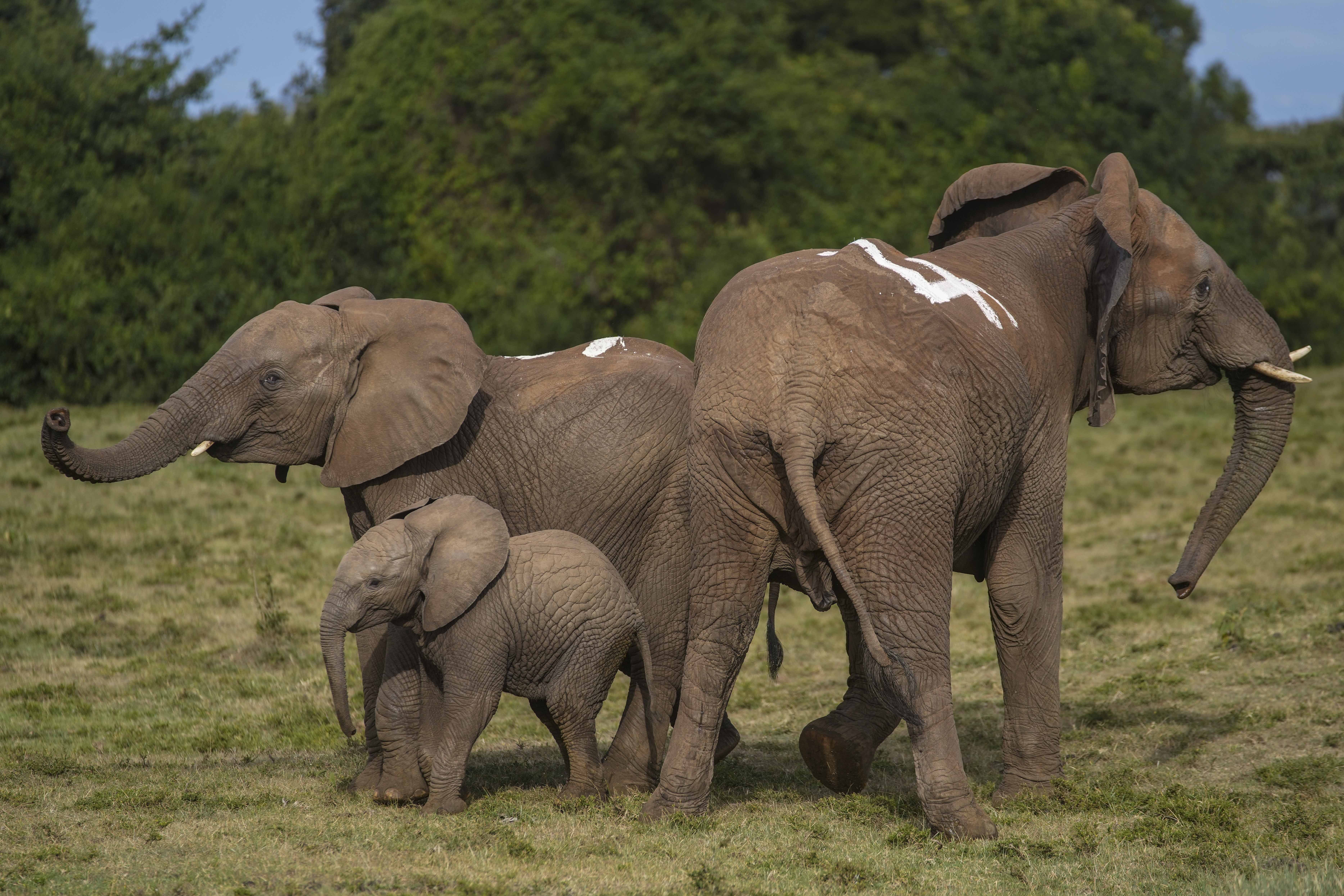 Kenya Wildlife Service rangers and capture team release five elephants at Aberdare National Park, located in central Kenya, Monday, Oct. 14