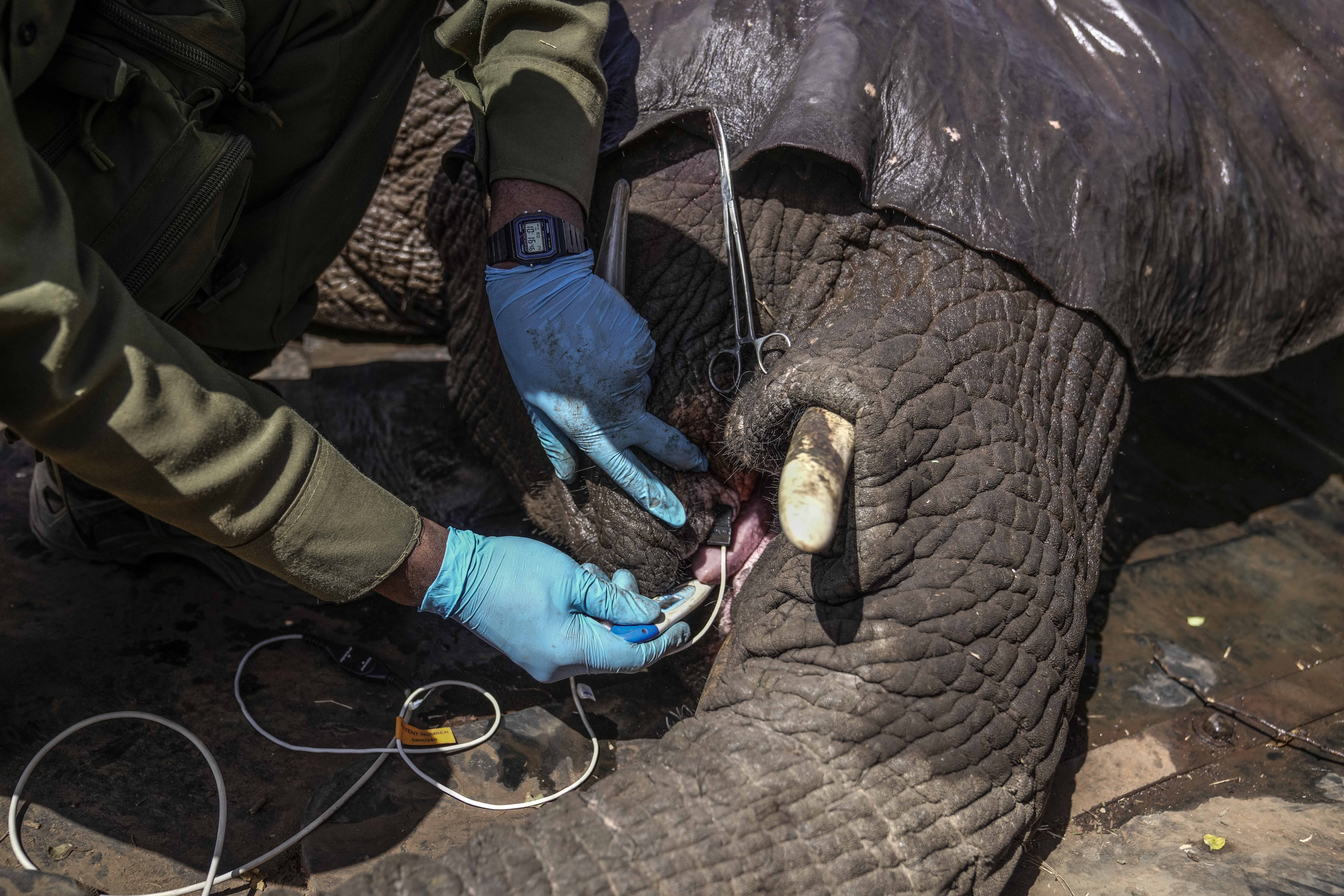 Kenya Wildlife Service vet takes a temperature of an elephant at Mwea National Park, east of the capital Nairobi, Kenya, Monday, Oct. 14