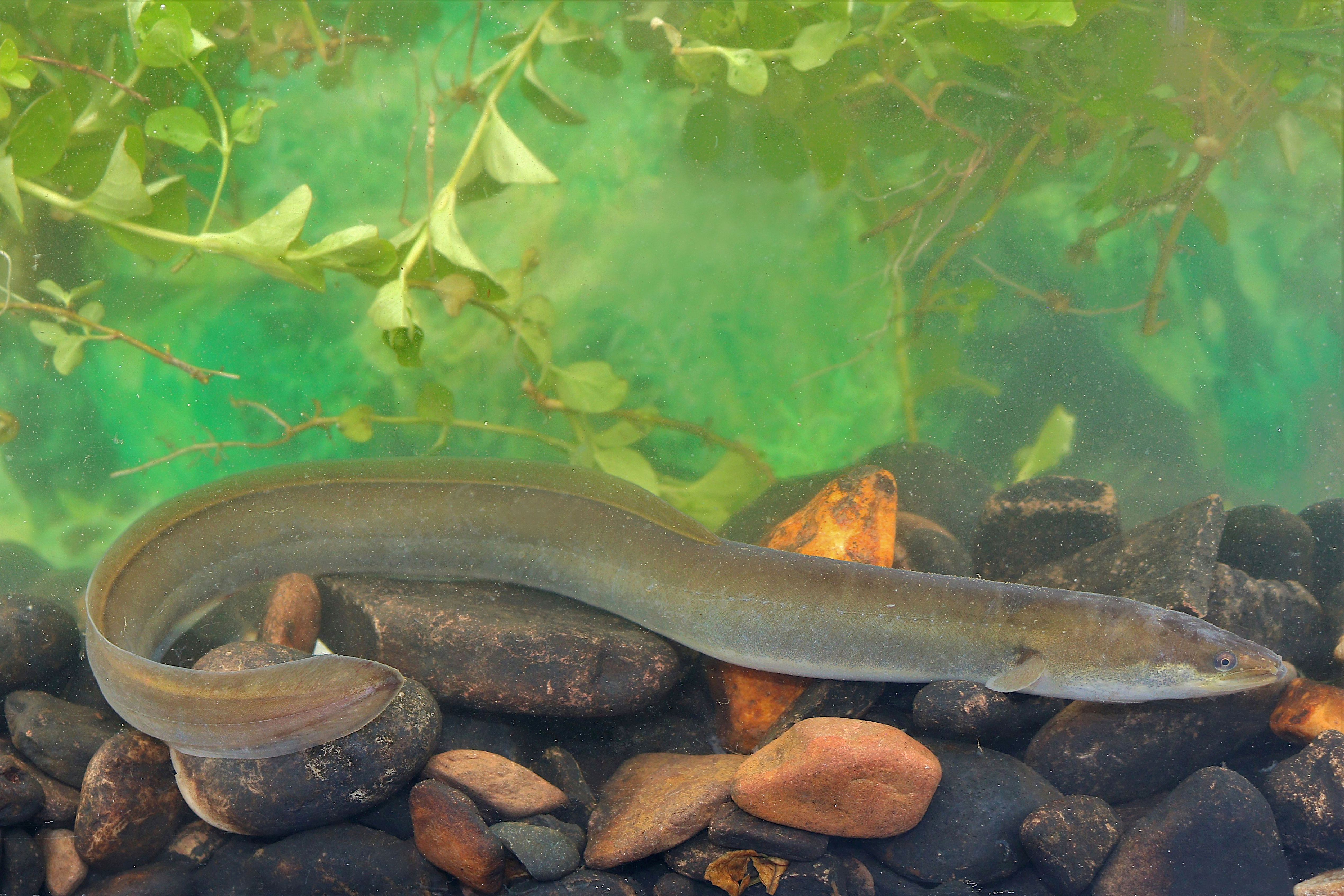 European eel