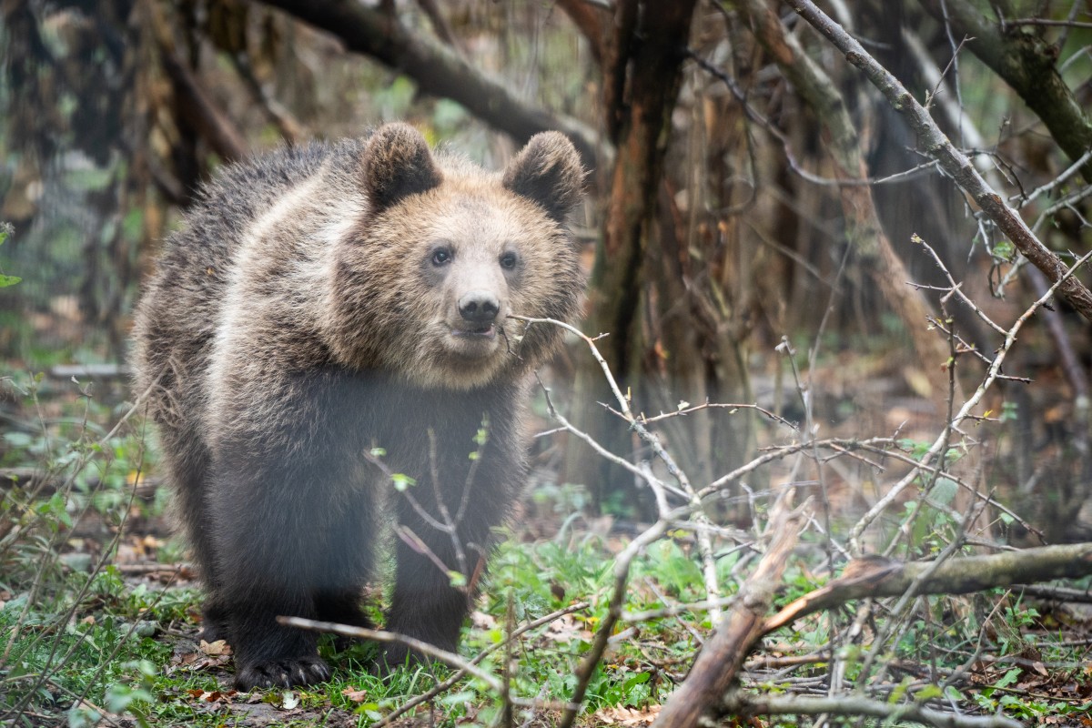 Romania sanctuary seeks to save bears as hunting resumes