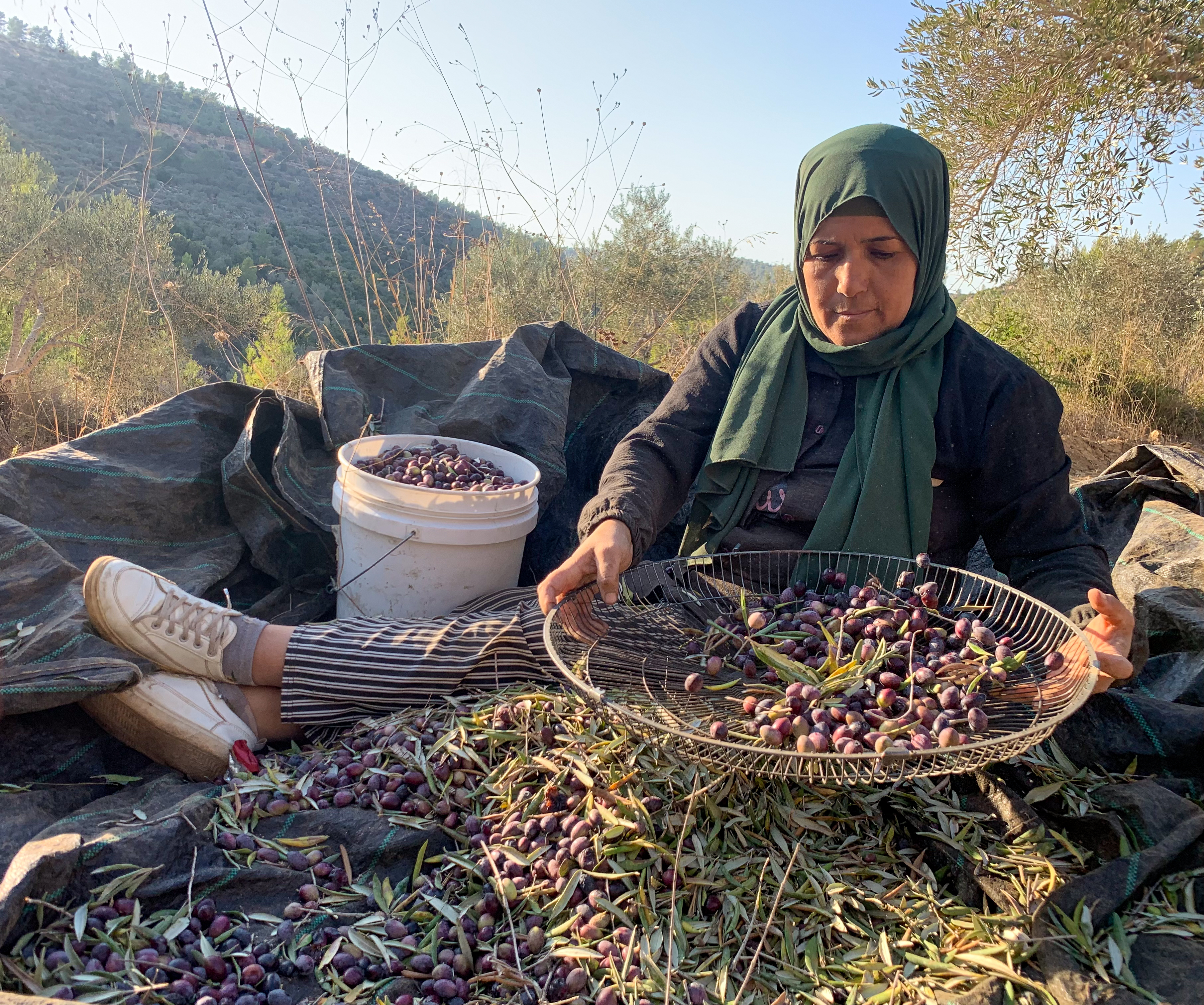 Manal sifting olives 2.jpg [Al Jazeera]