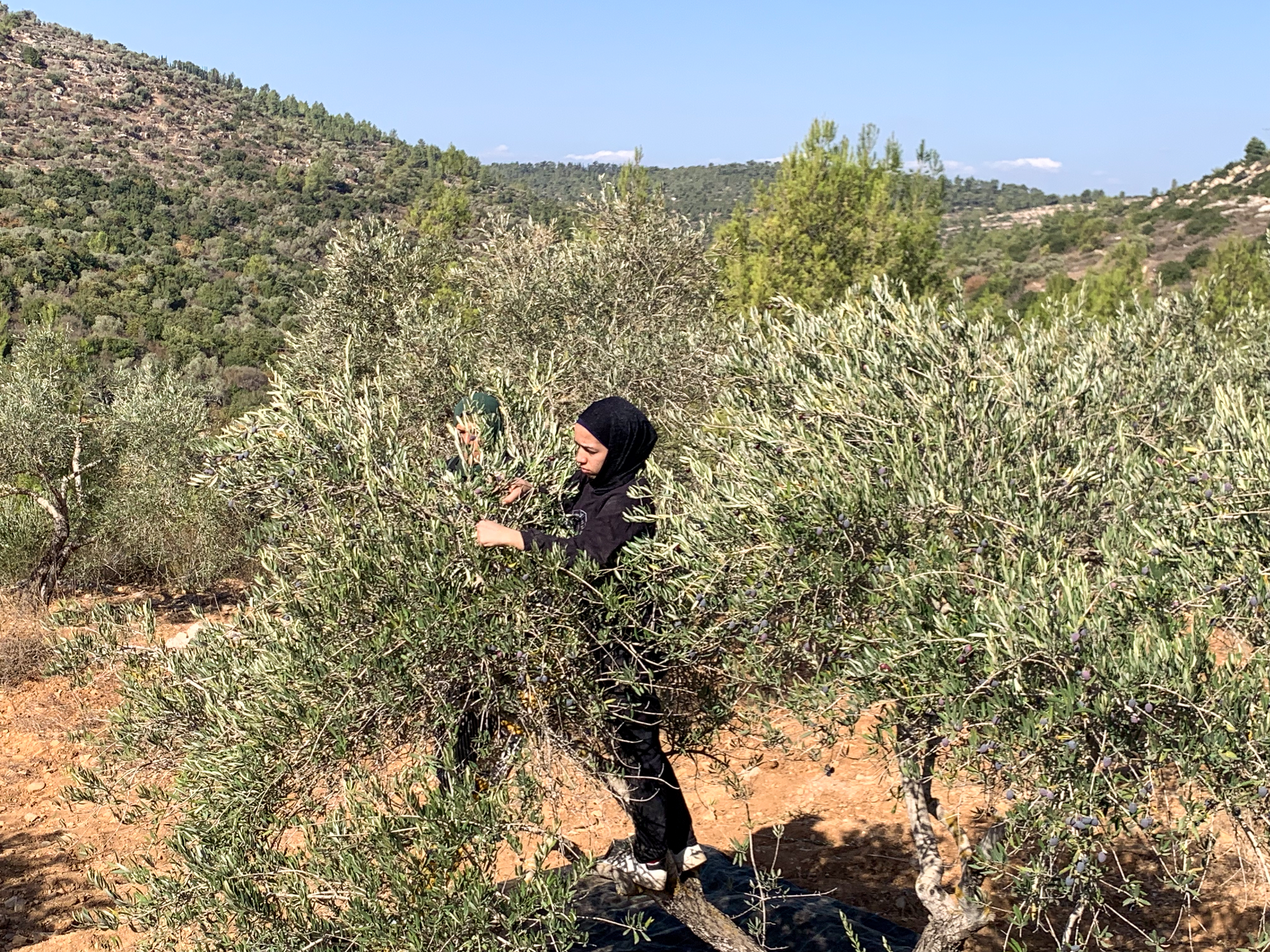 Nagham on top of tree with hills behind her.jpg [Al Jazeera]