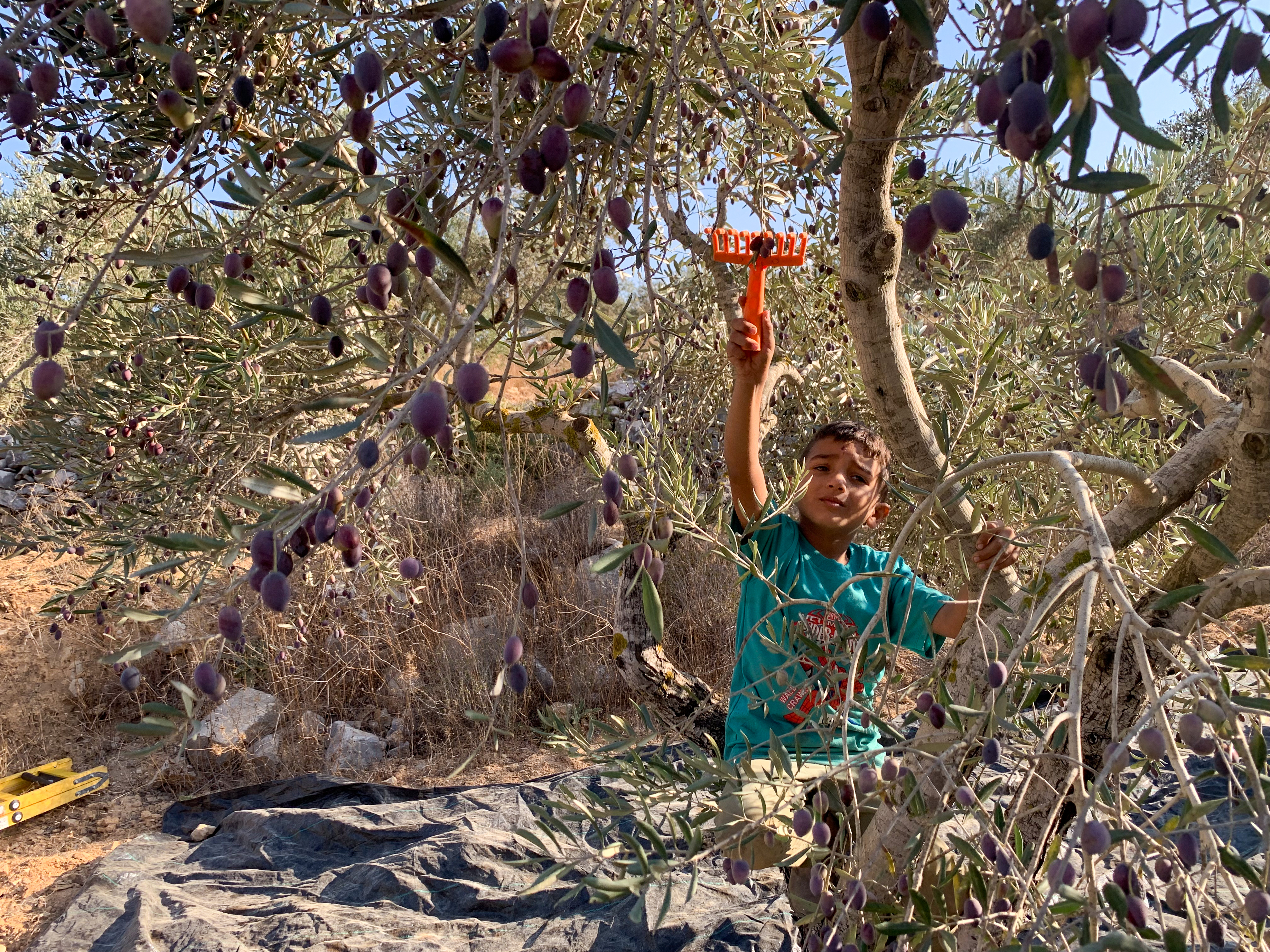 Nasser harvesting olives 3.jpg [Al Jazeera]