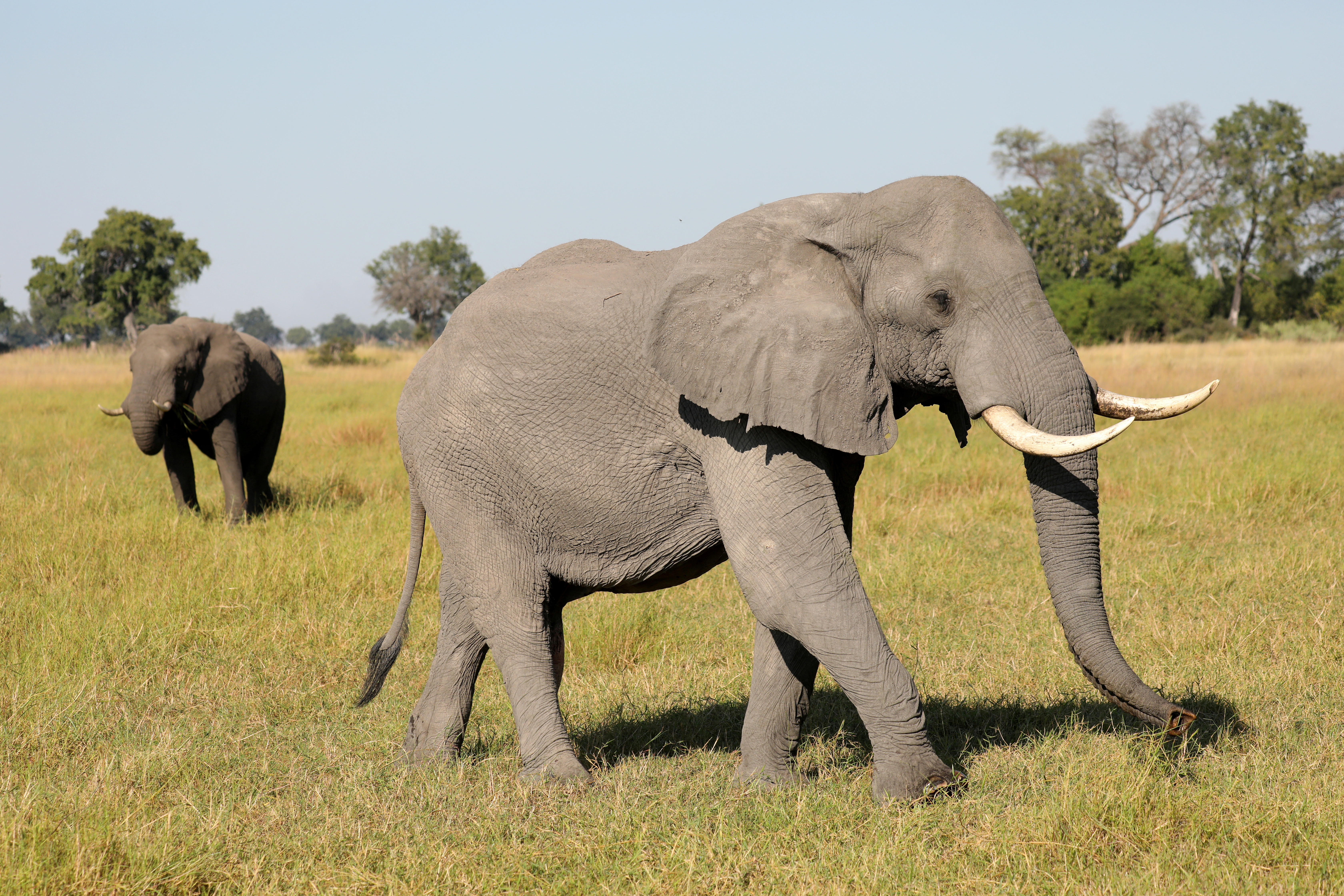 A pair of male elephants is seen in the Okavango Delta, Botswana, April 25, 2018. Picture taken April 25, 2018. REUTERS/Mike Hutchings/File Photo