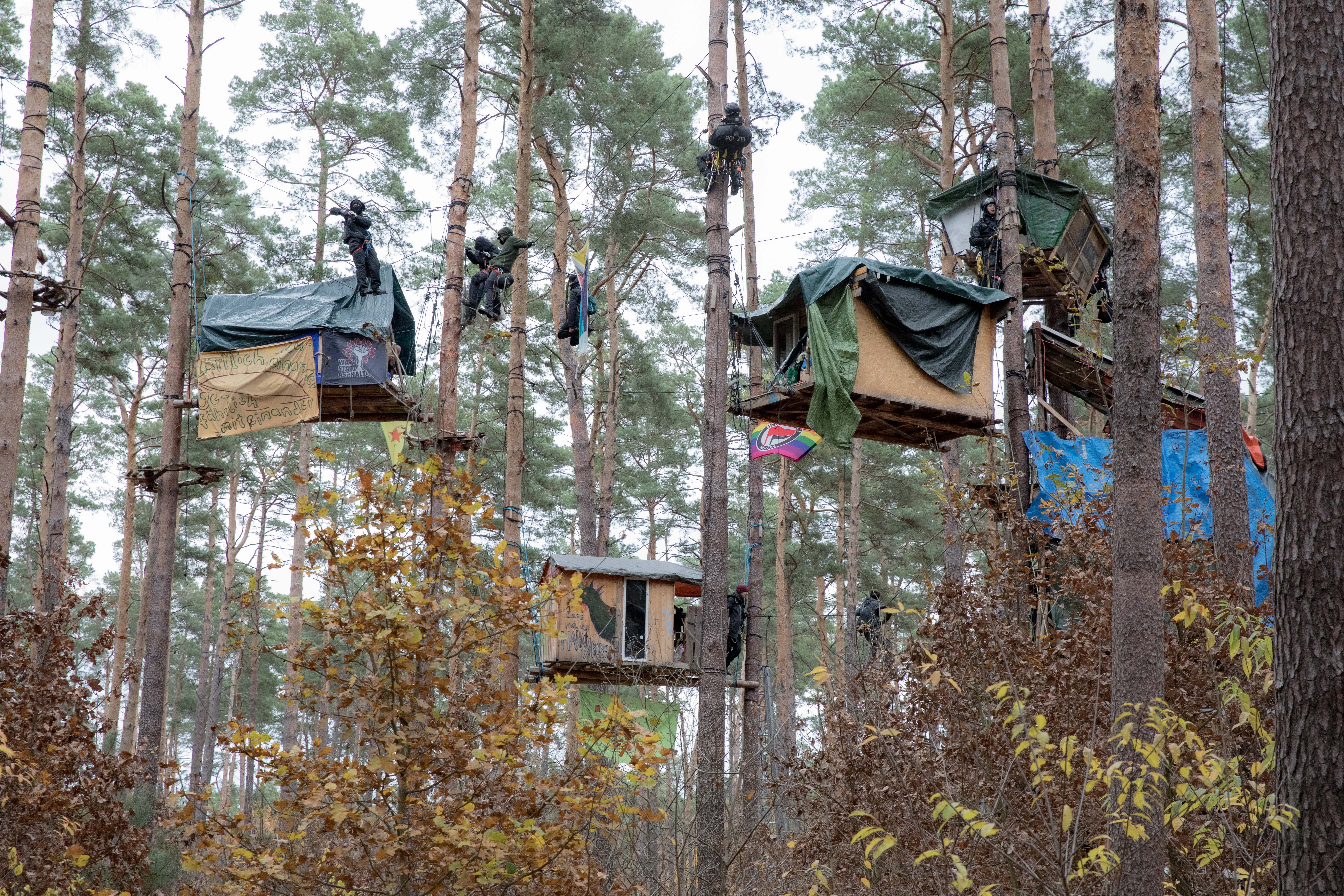 Tesla forest