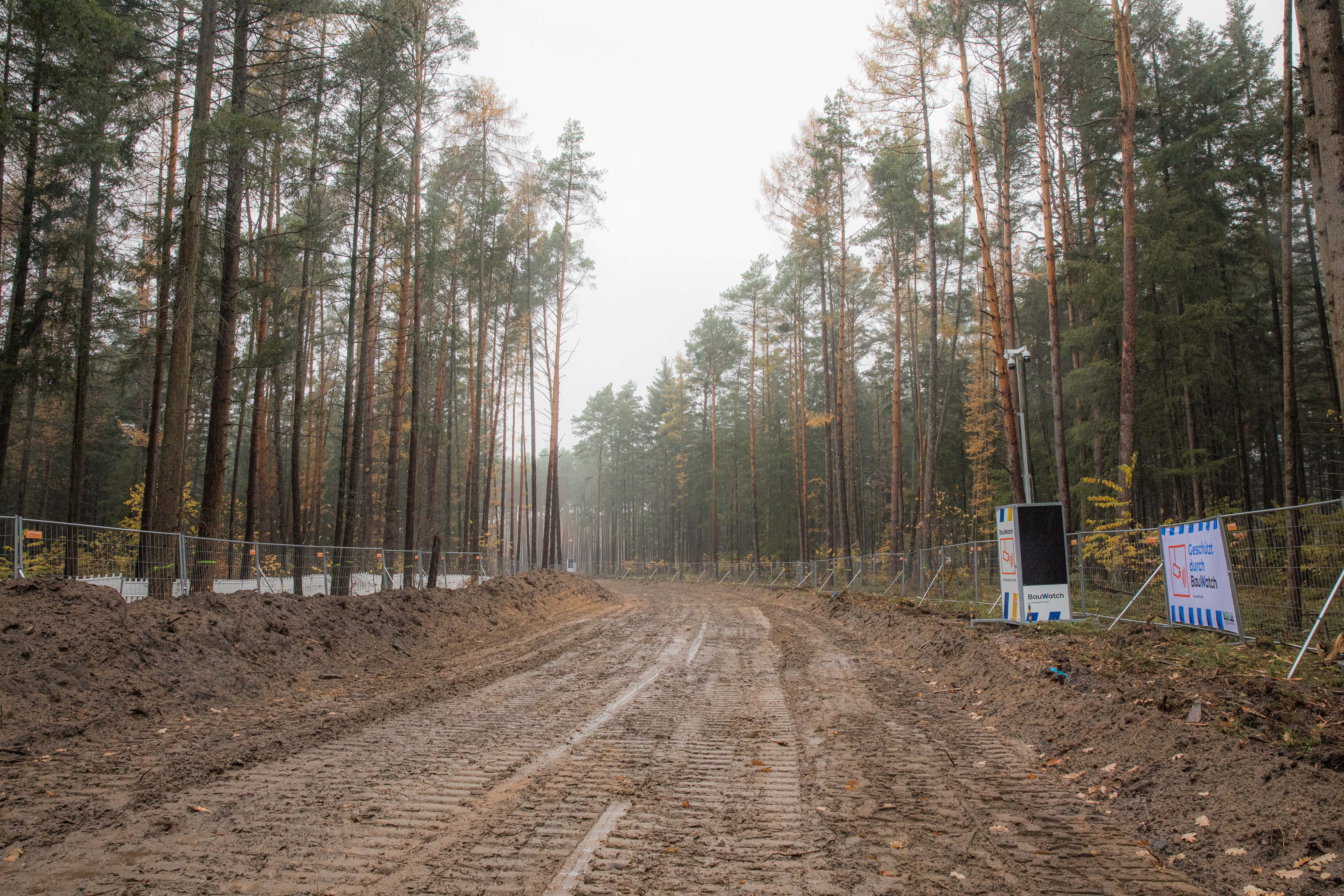 Tesla forest