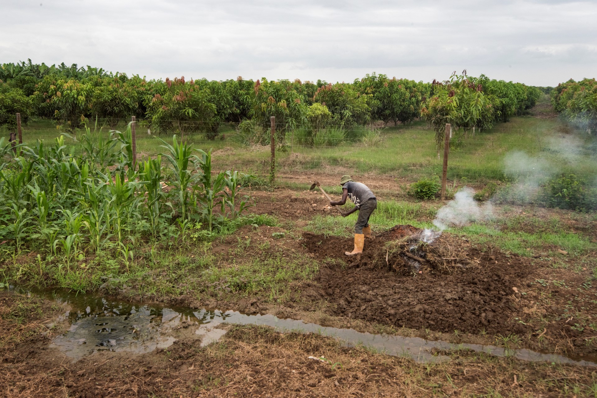 A worker clears ground in a banana farm close to the town of Caxito, set up by Angolan agro-livestock group Novagrolider, on November 14, 2018, in Bengo Province, about 60Km from the Capital, Luanda. The bananas are grown on a commercial scale, for both export and local consumption. Incumbent Angola President targets expanding the agricultural sector, which could provide many Angolans with employment. While oil had brought in revenue for the government, it did not create many jobs or widespread wealth. (Photo by Rodger BOSCH / AFP)